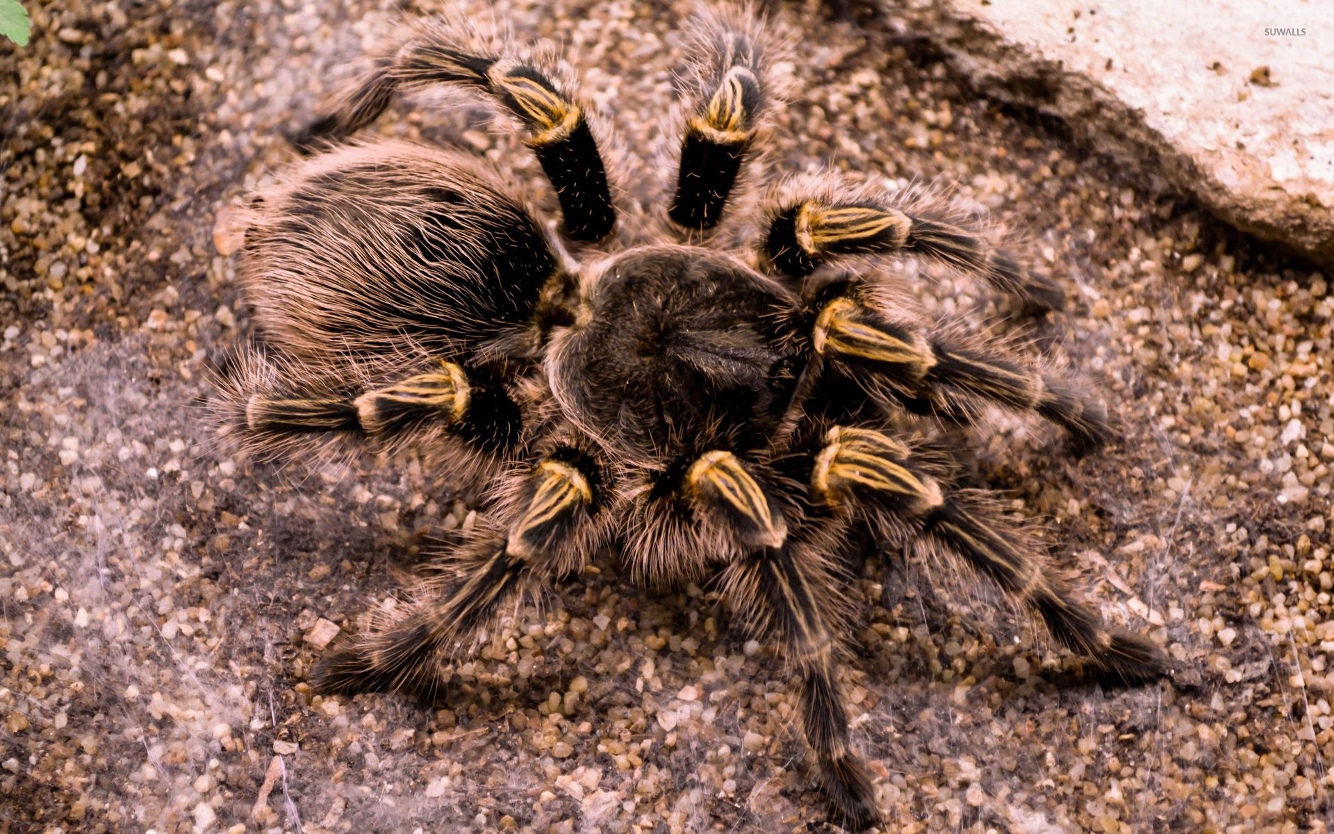 Tarantula Wallpapers