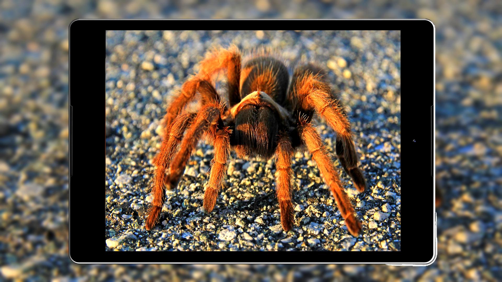 Tarantula Wallpapers