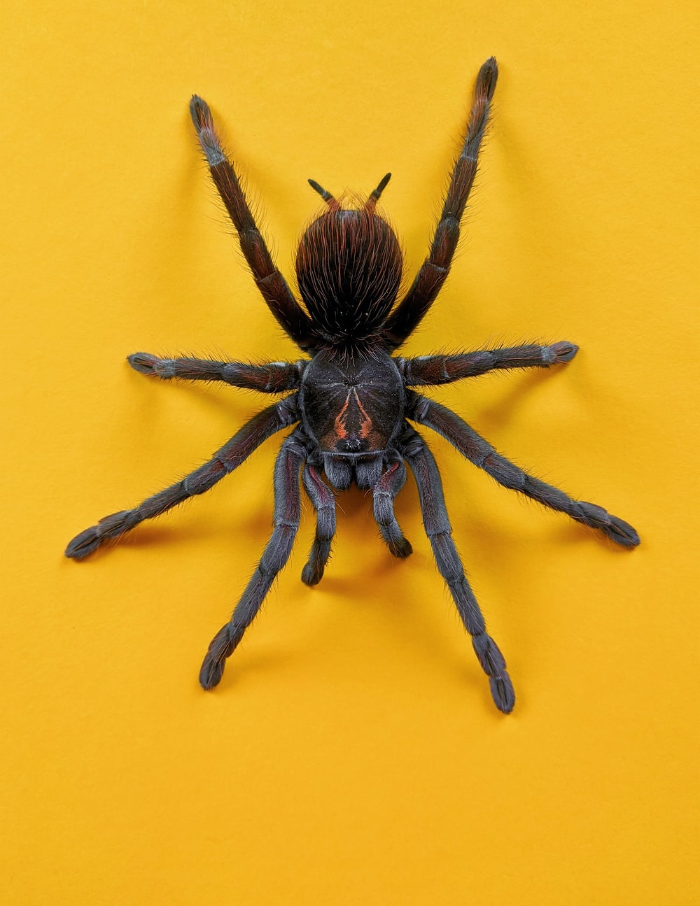 Tarantula Wallpapers