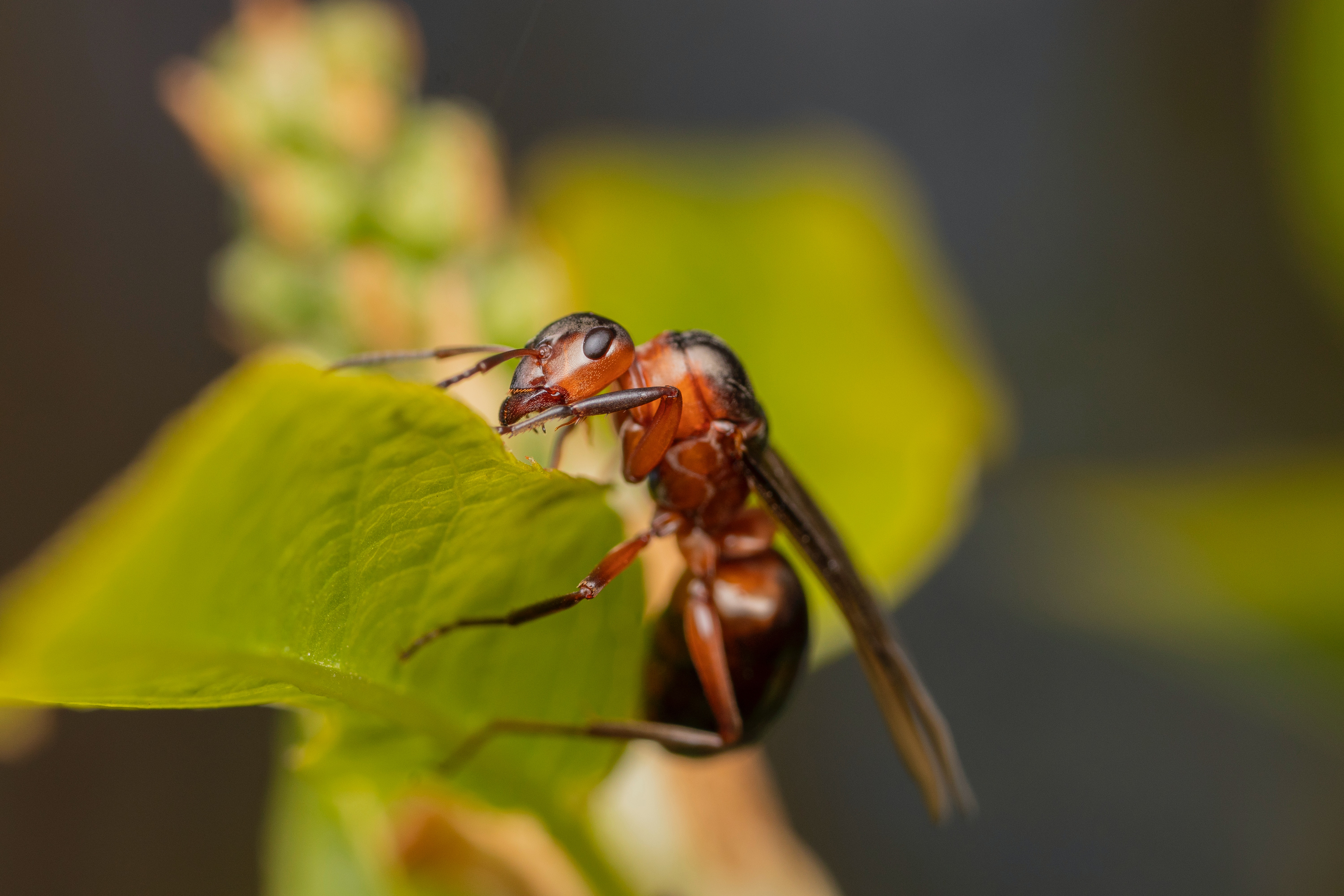 Termite Wallpapers