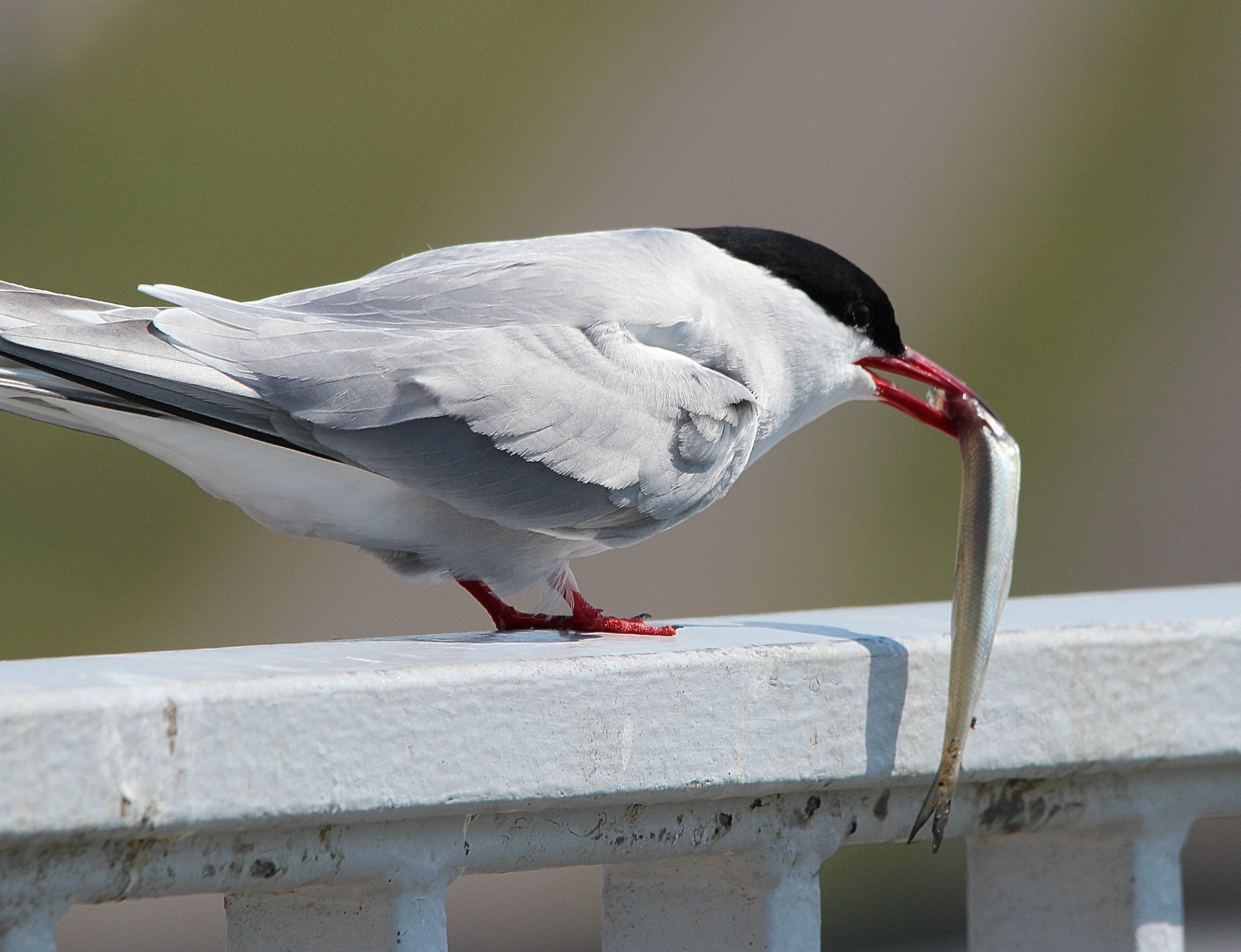 Tern Wallpapers