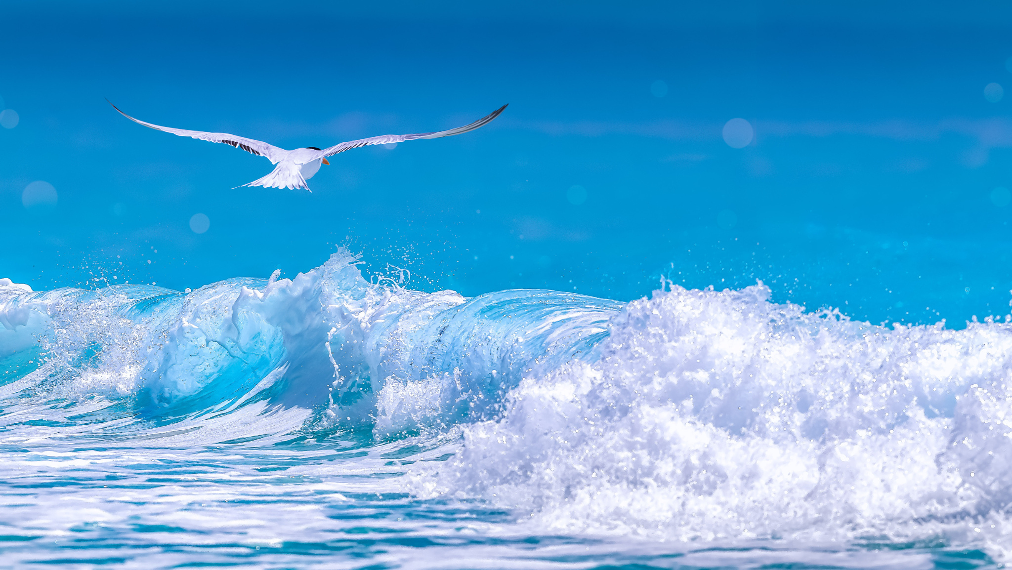 Tern Wallpapers