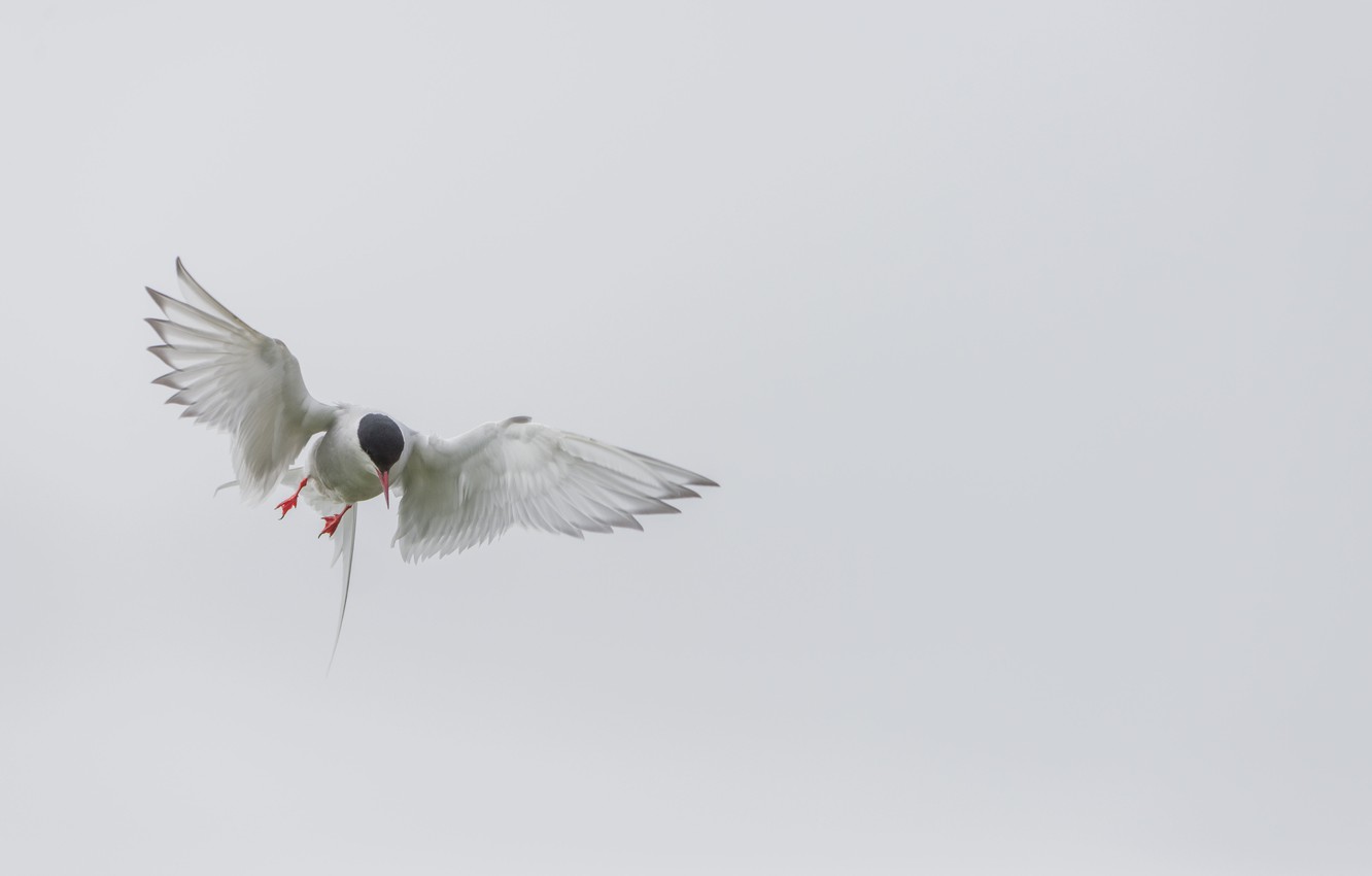 Tern Wallpapers