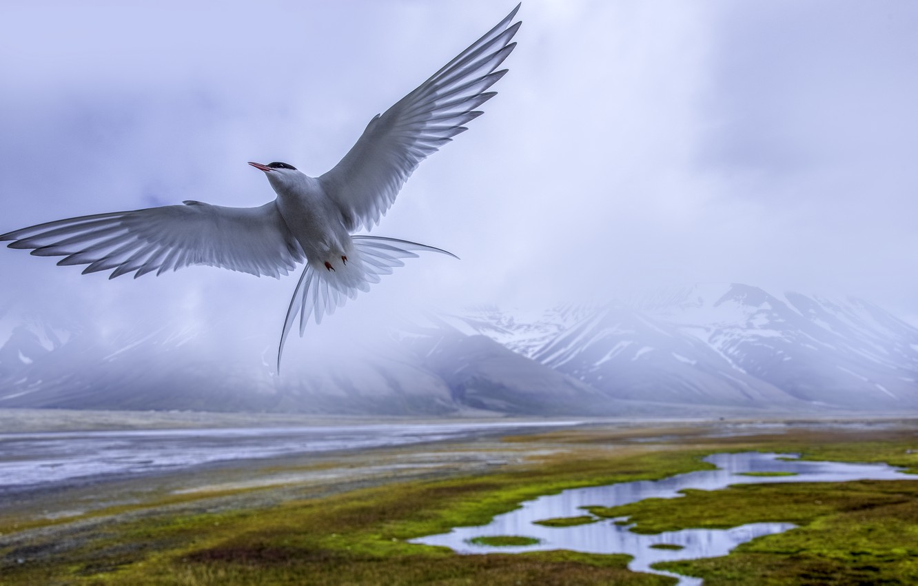 Tern Wallpapers