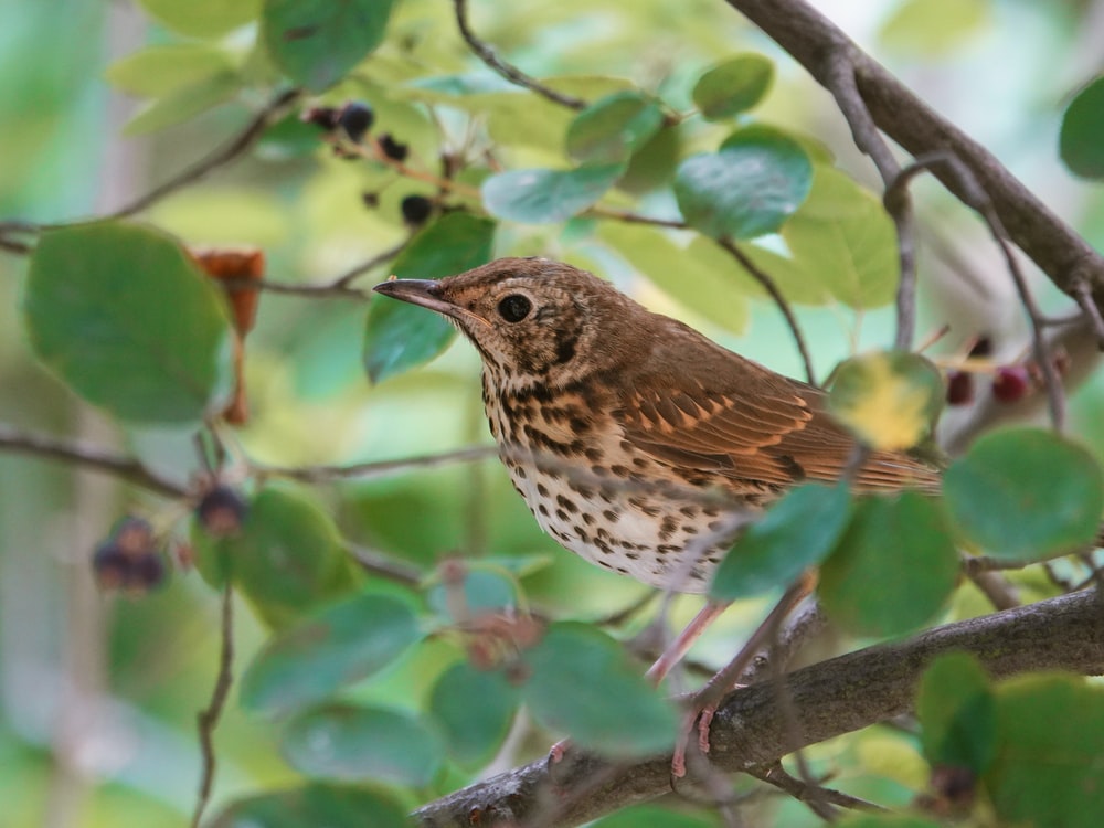 Thrushes Wallpapers