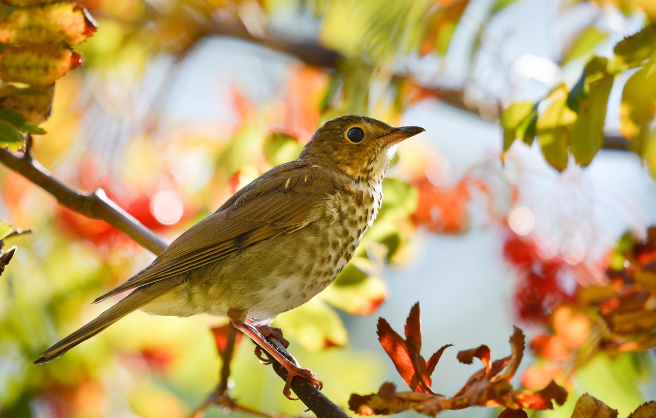 Thrushes Wallpapers