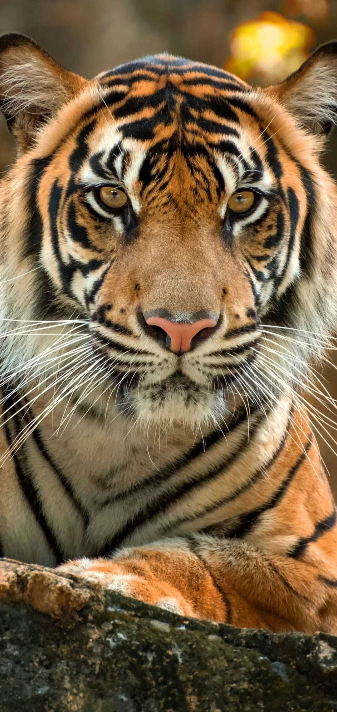 Tiger Wallpapers