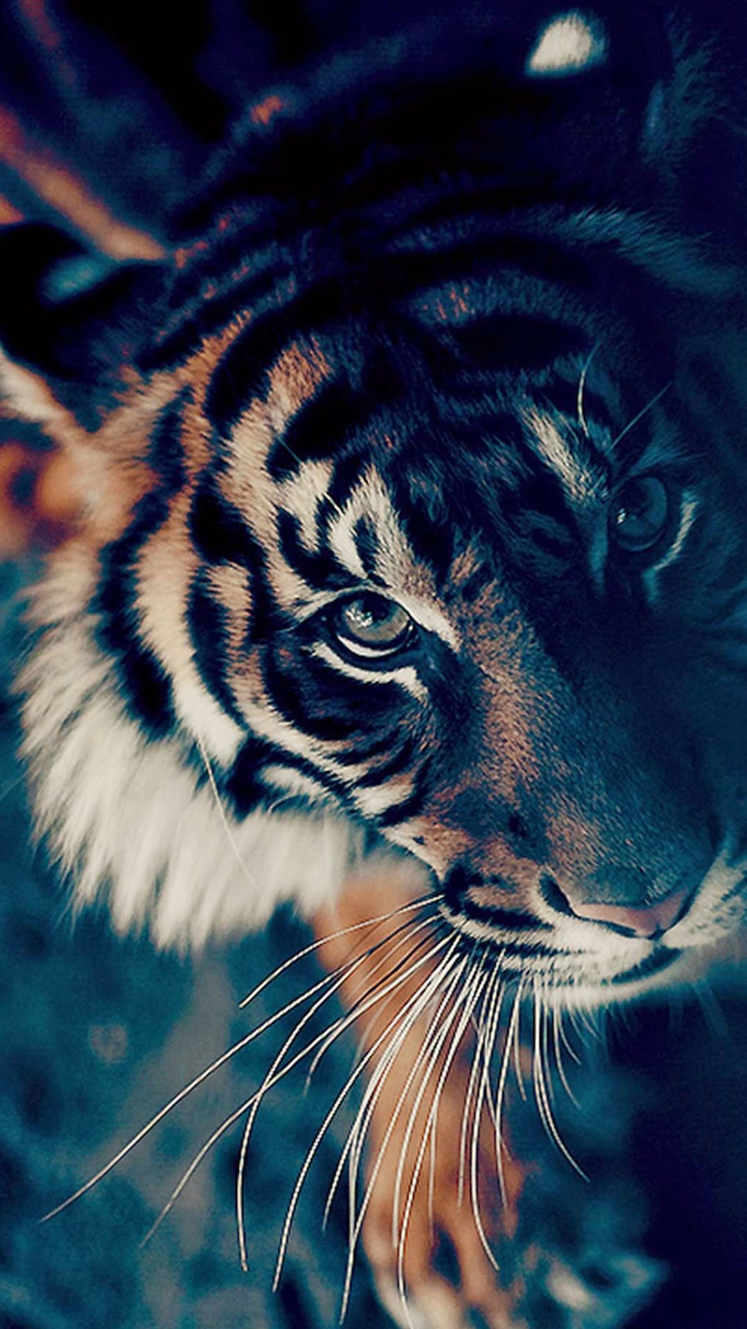 Tiger Wallpapers