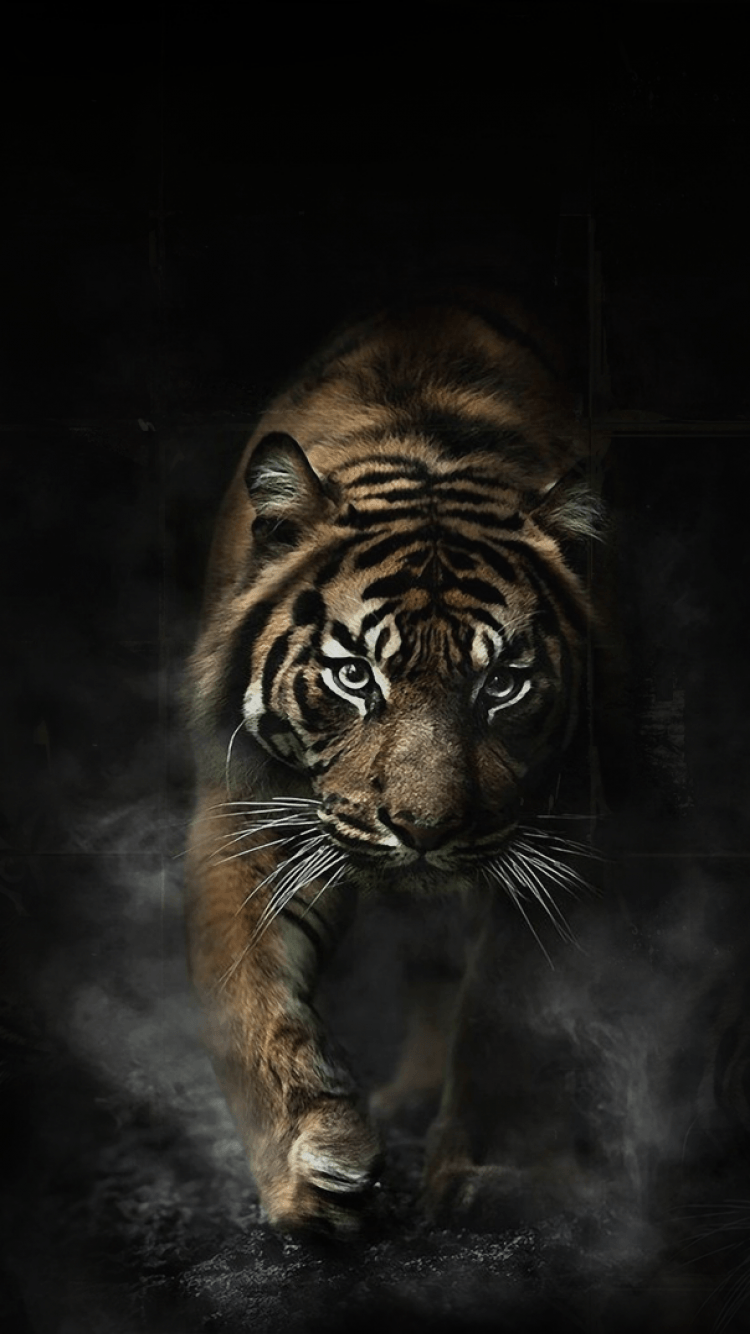 Tiger Wallpapers