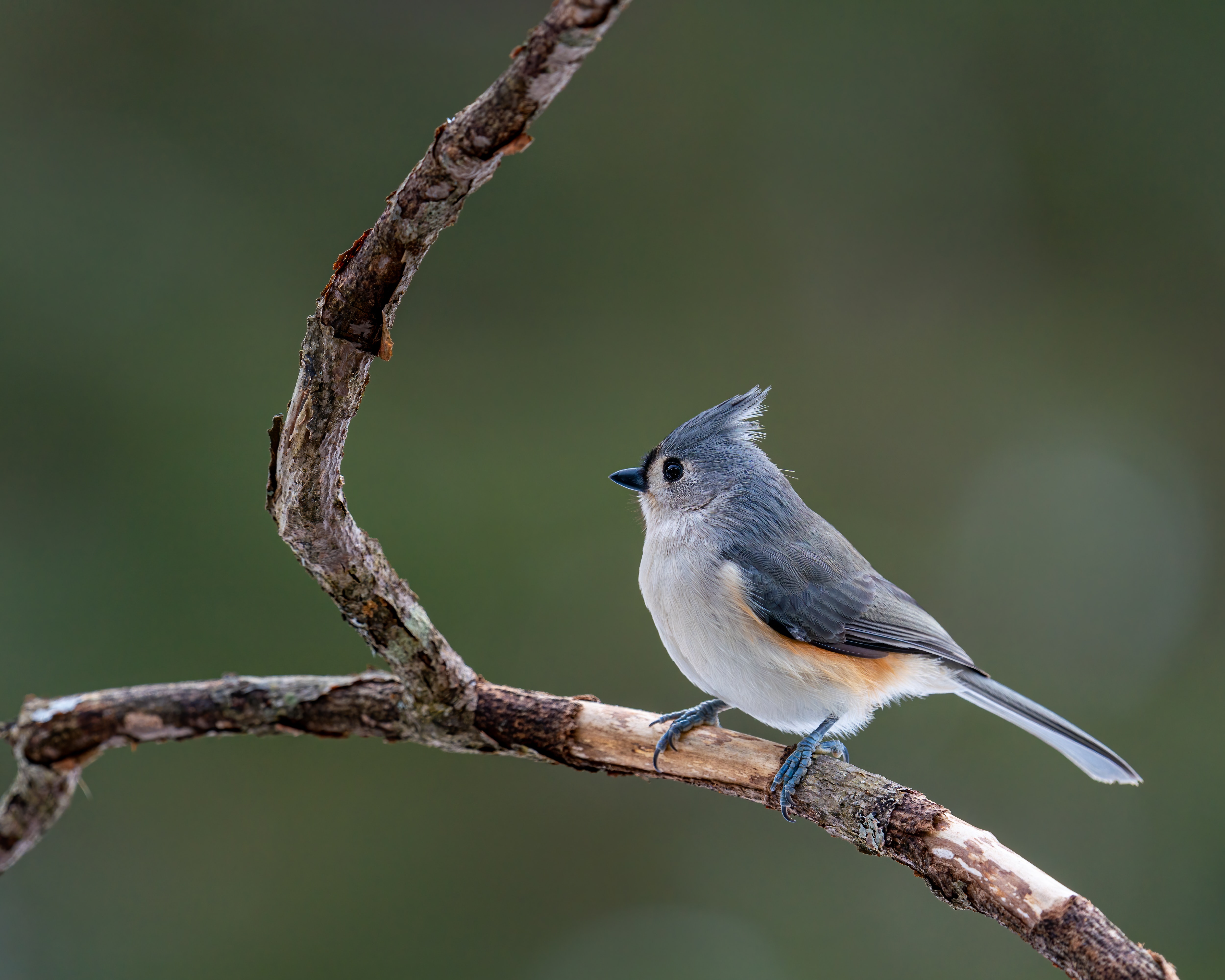 Titmouse Wallpapers