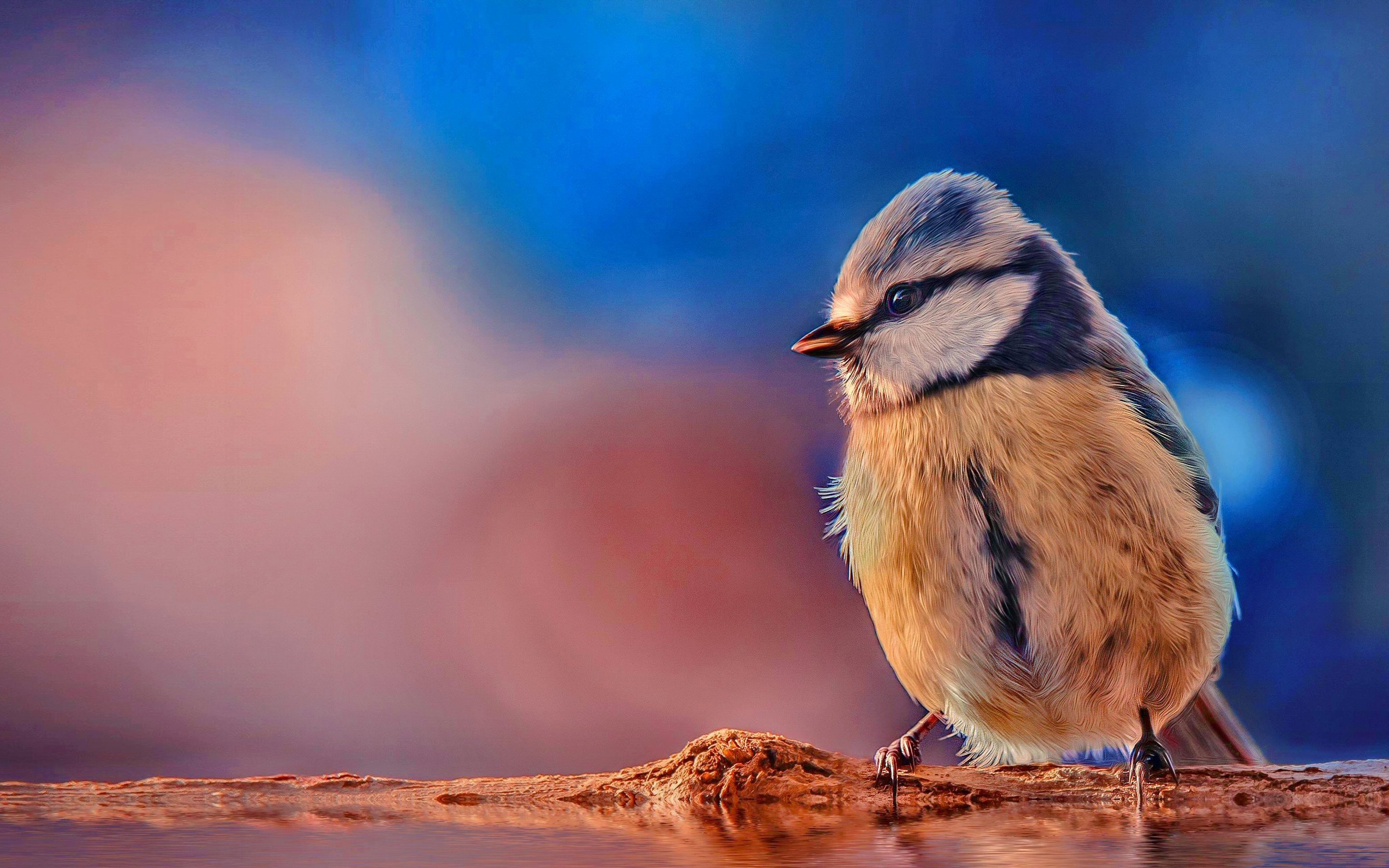 Titmouse Wallpapers