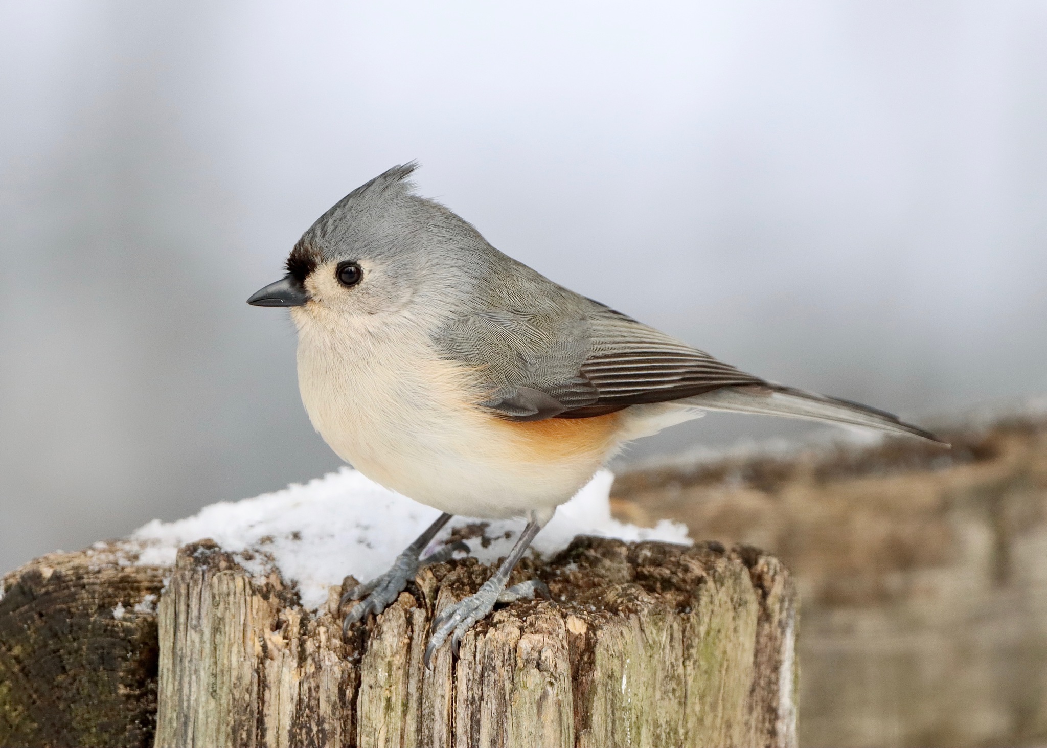 Titmouse Wallpapers