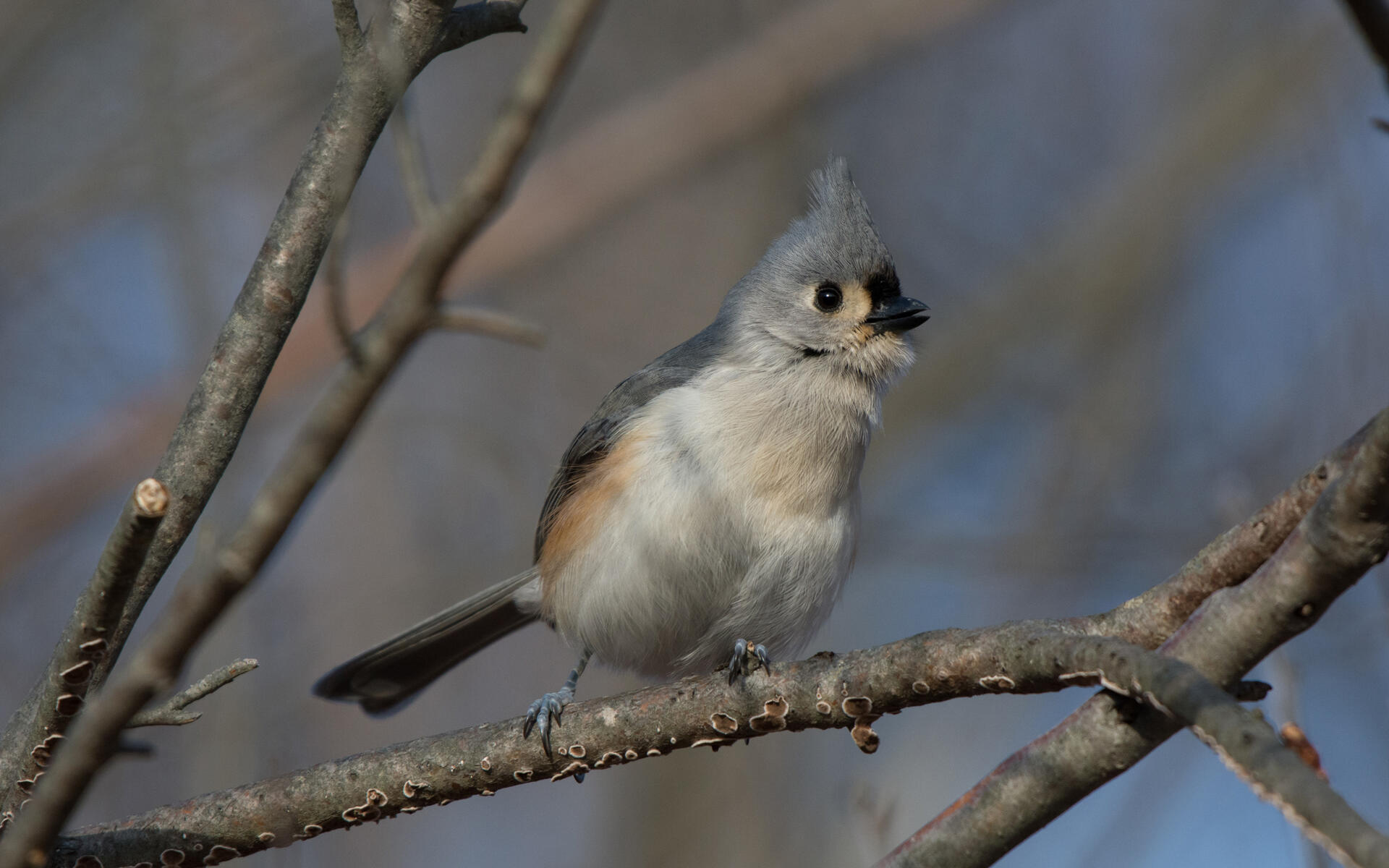 Titmouse Wallpapers