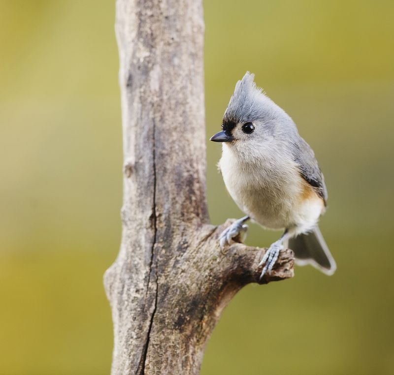 Titmouse Wallpapers