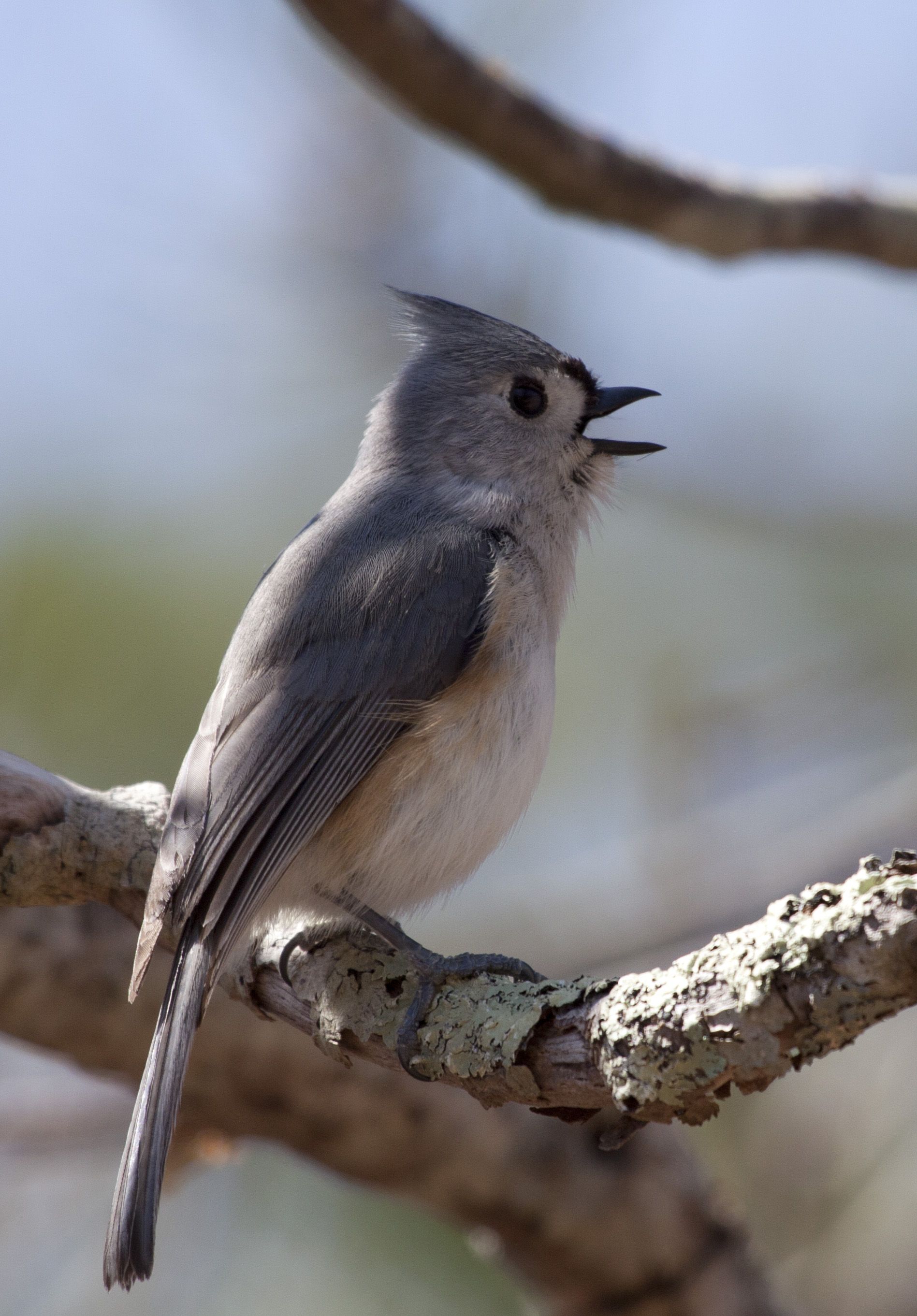 Titmouse Wallpapers