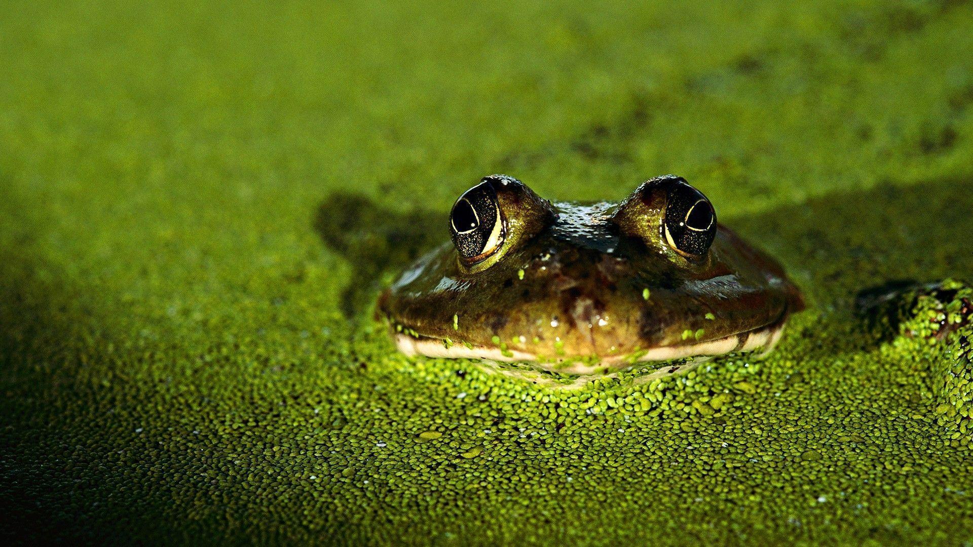 Toad Wallpapers