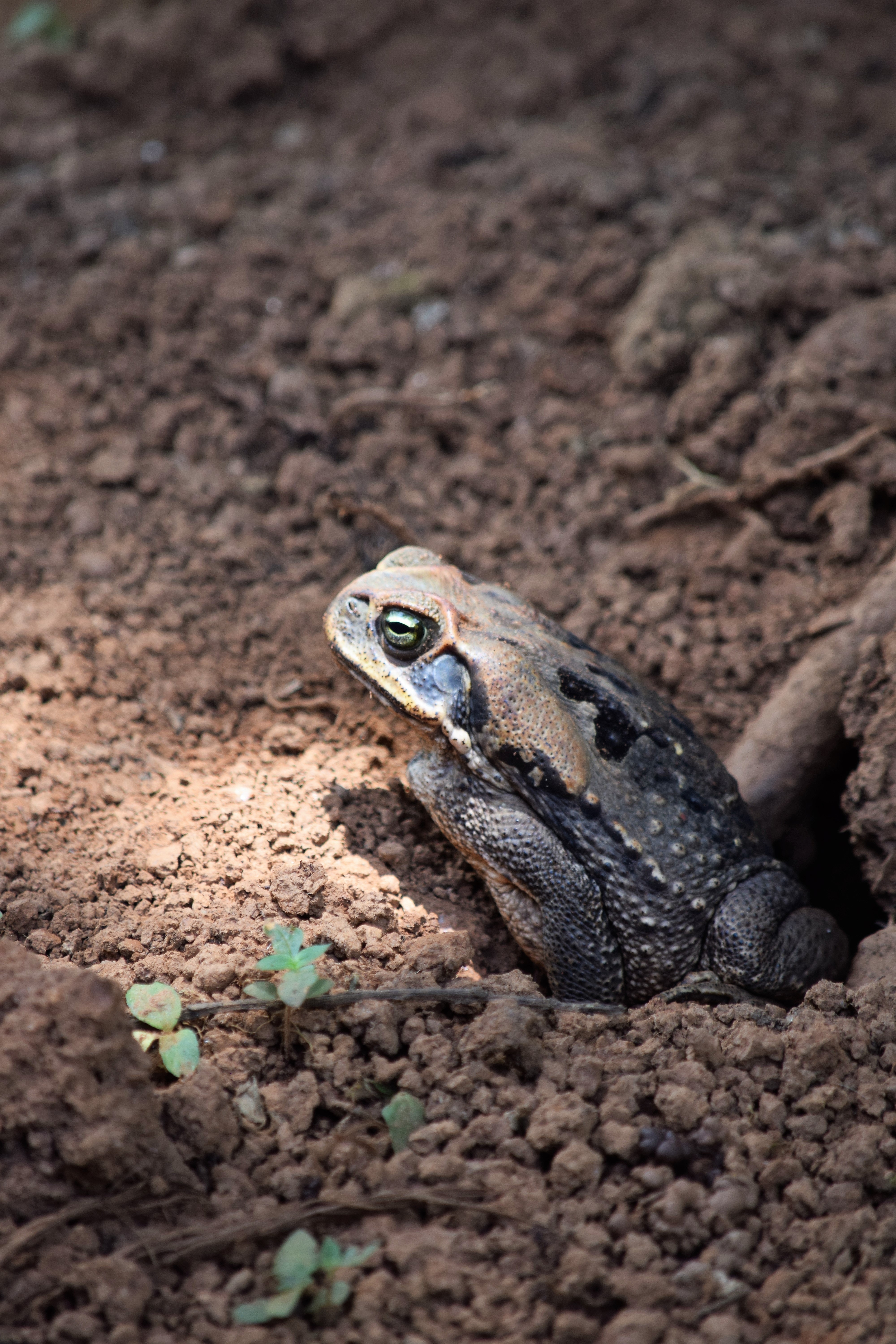 Toad Wallpapers