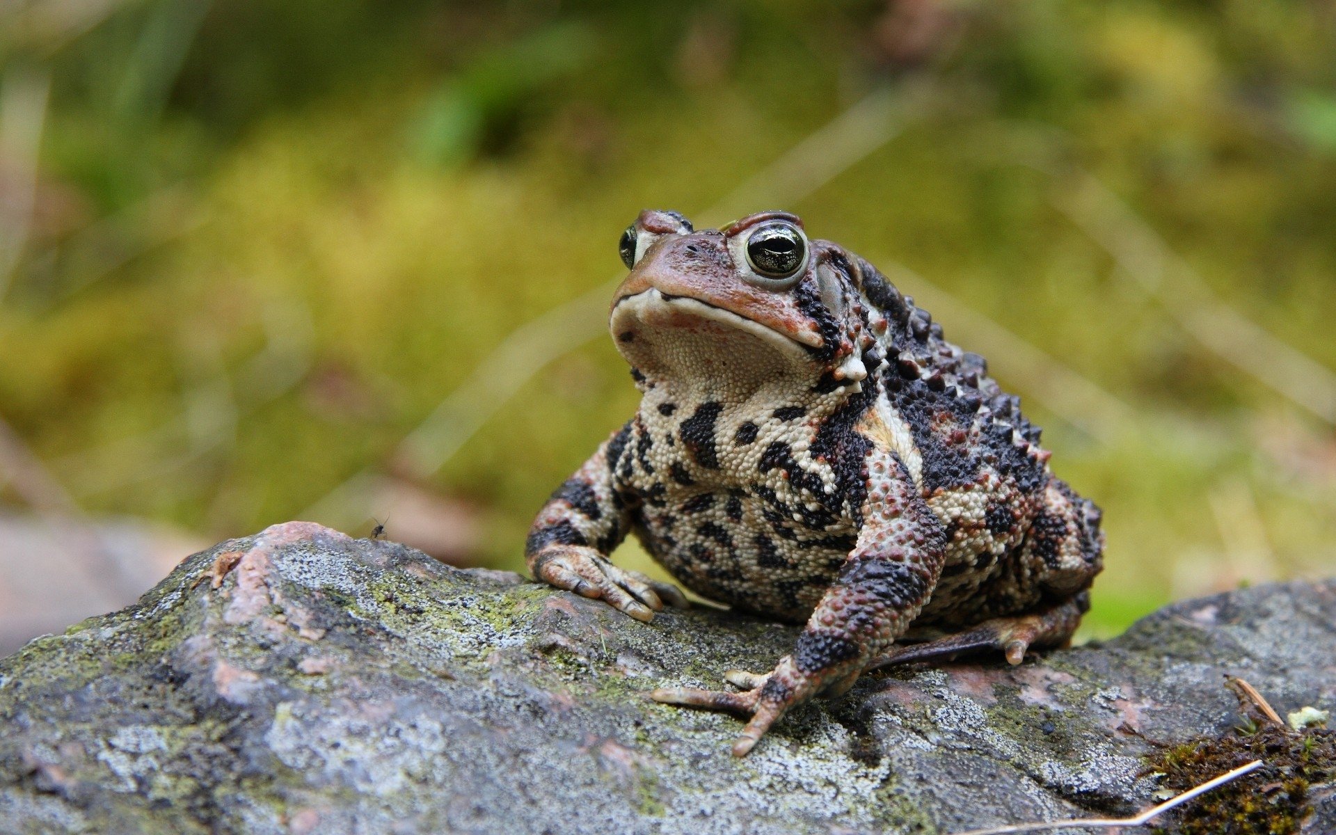 Toad Wallpapers