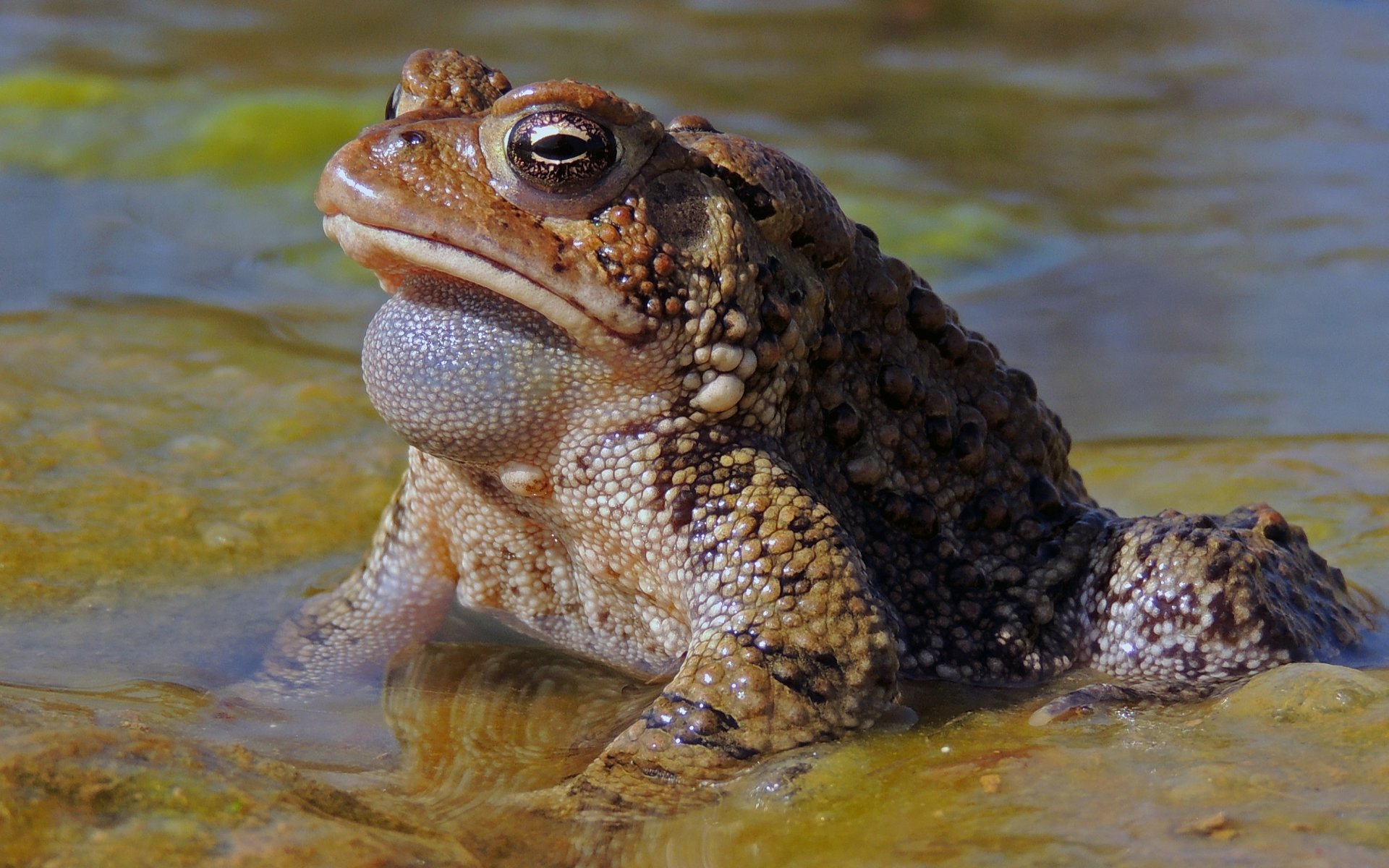 Toad Wallpapers