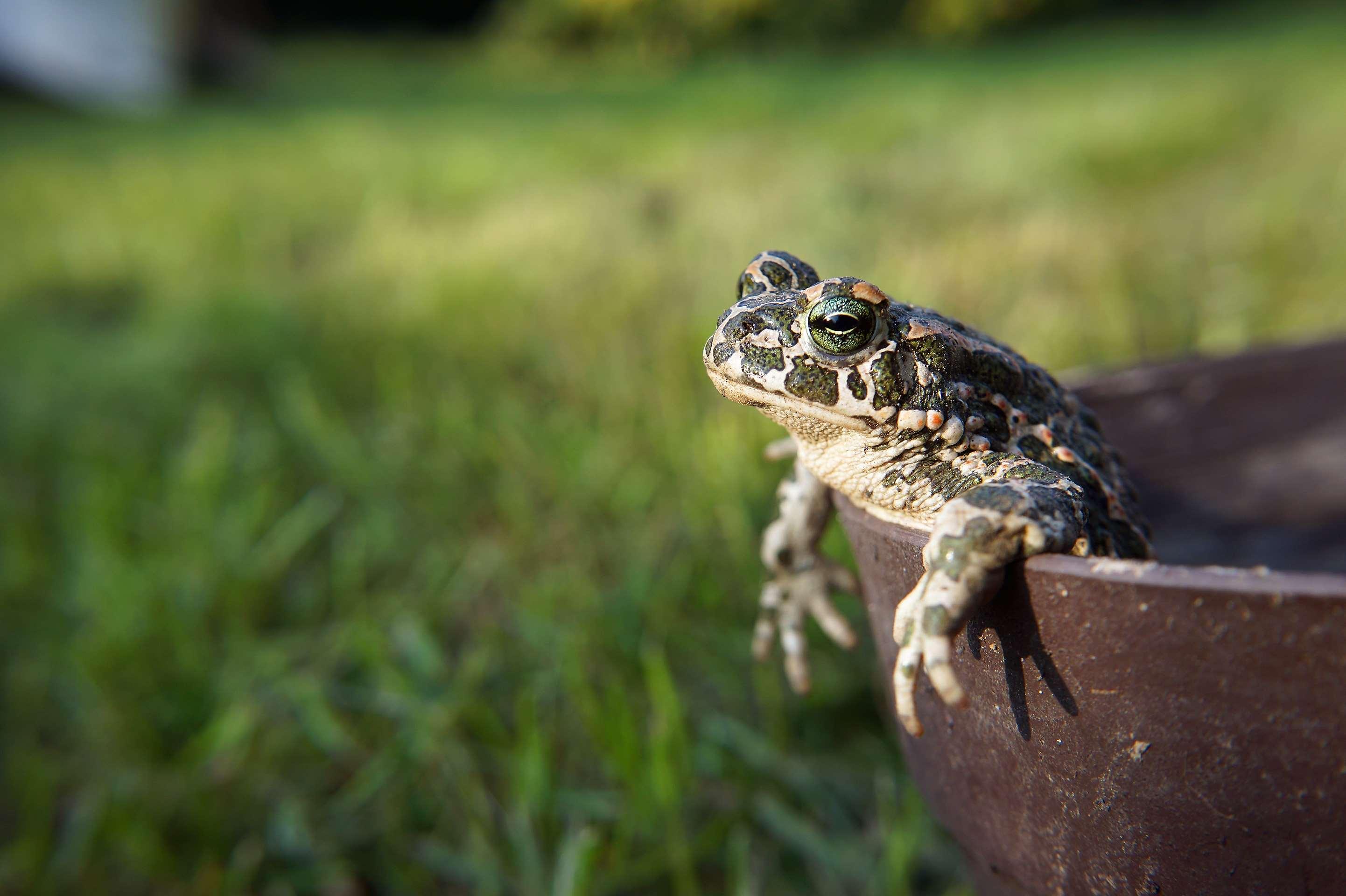 Toads Wallpapers