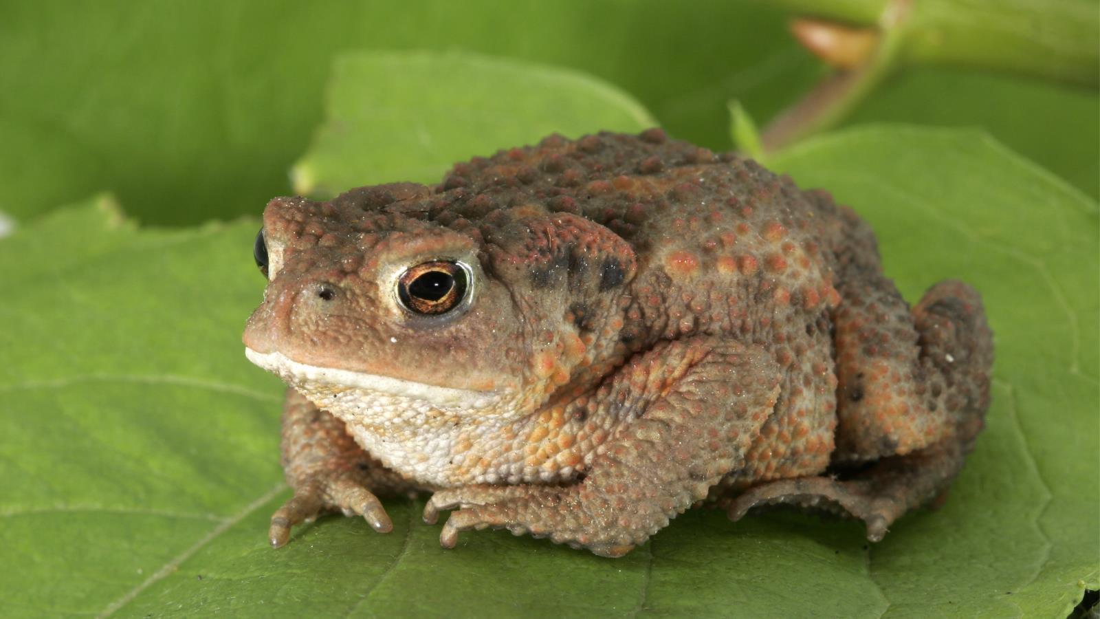 Toads Wallpapers
