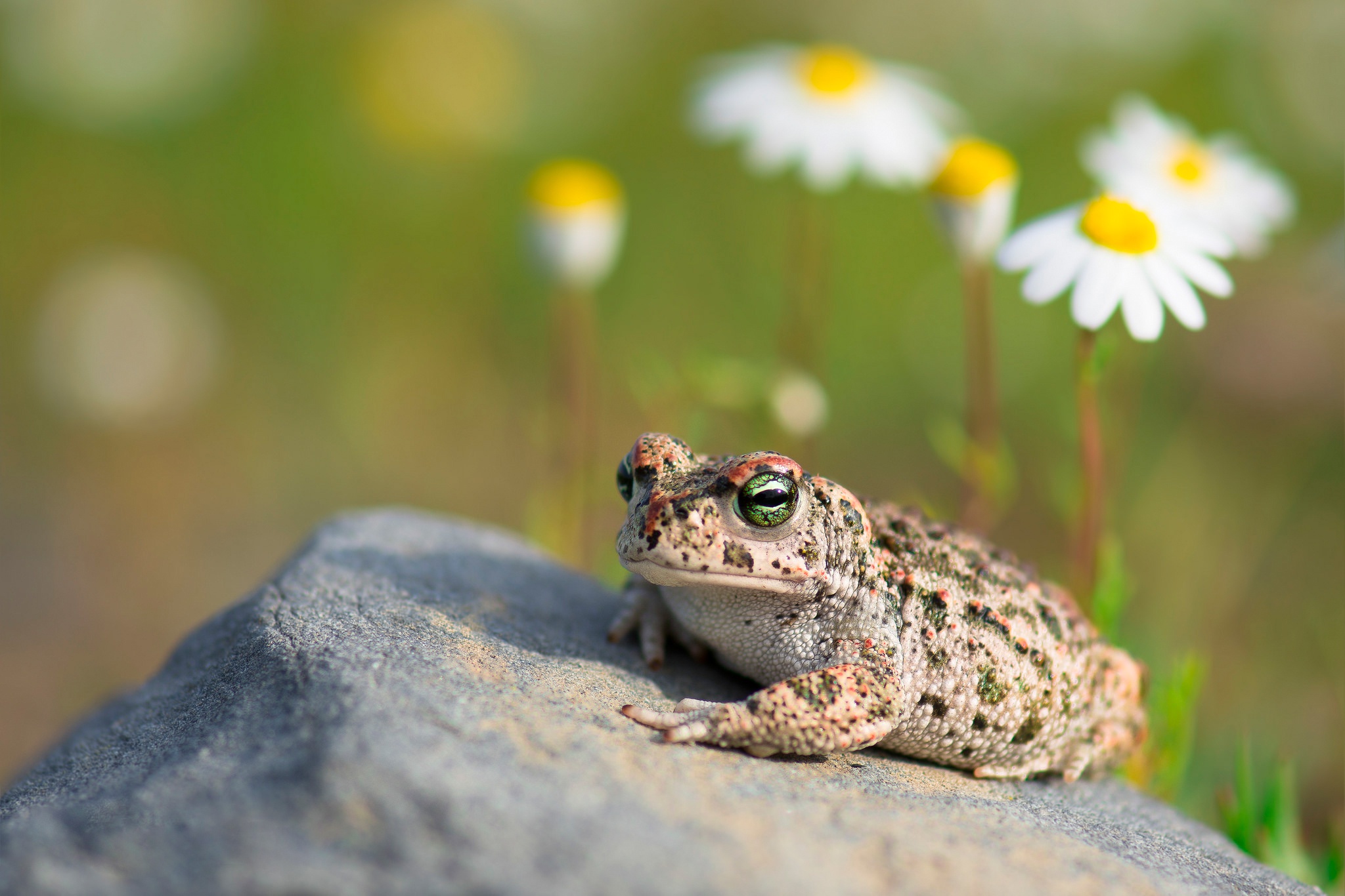 Toads Wallpapers