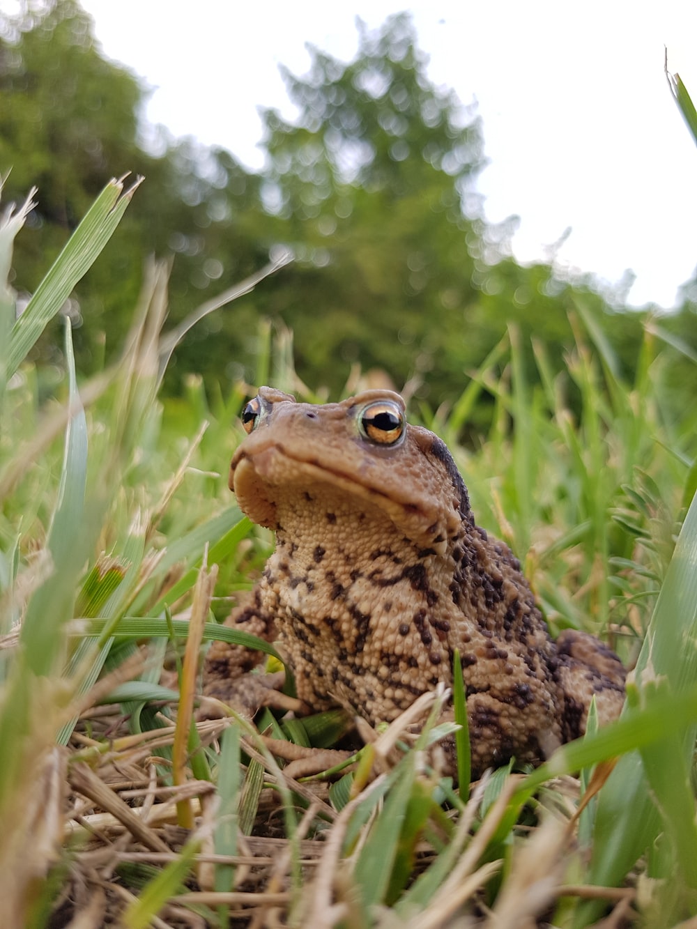 Toads Wallpapers