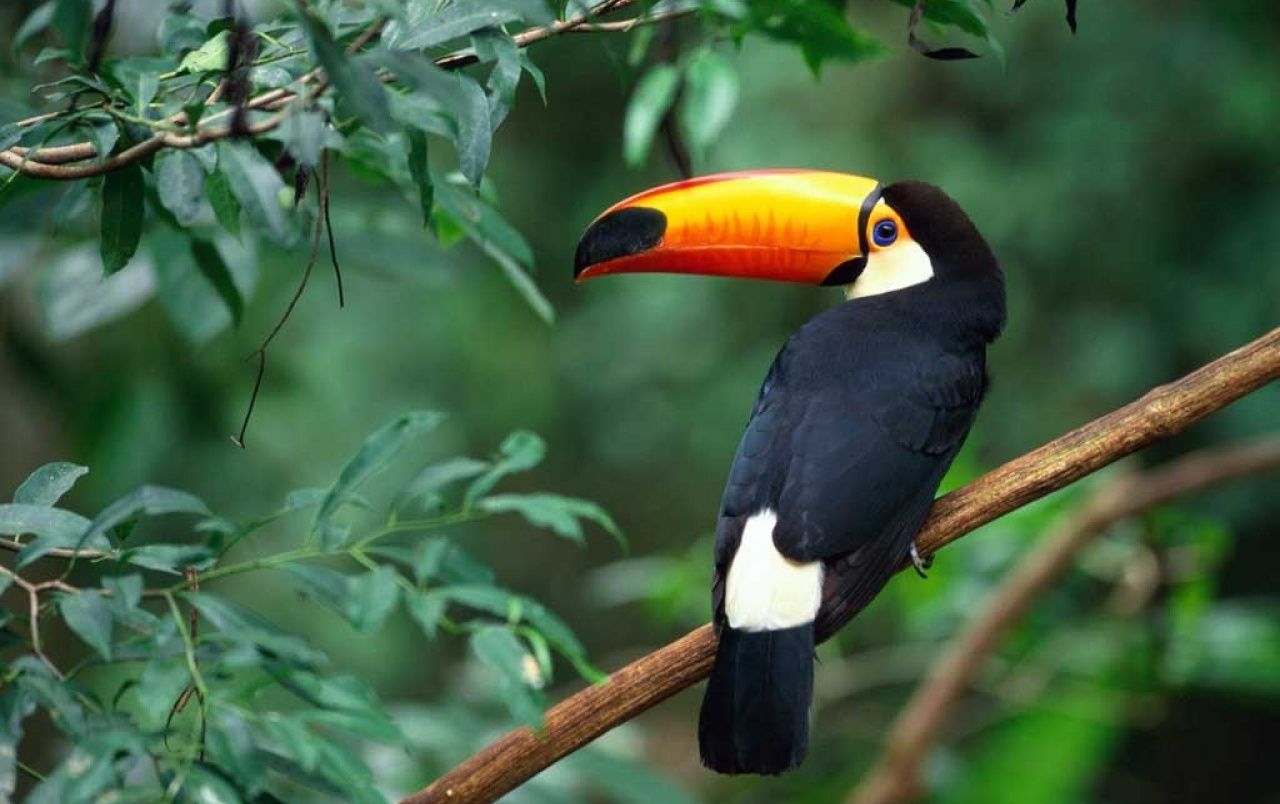 Toco Toucan Wallpapers