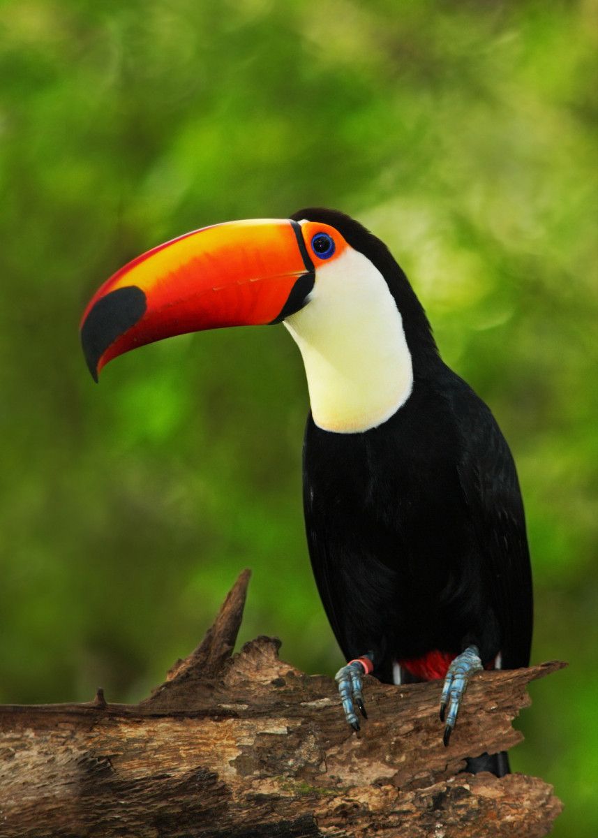 Toco Toucan Wallpapers