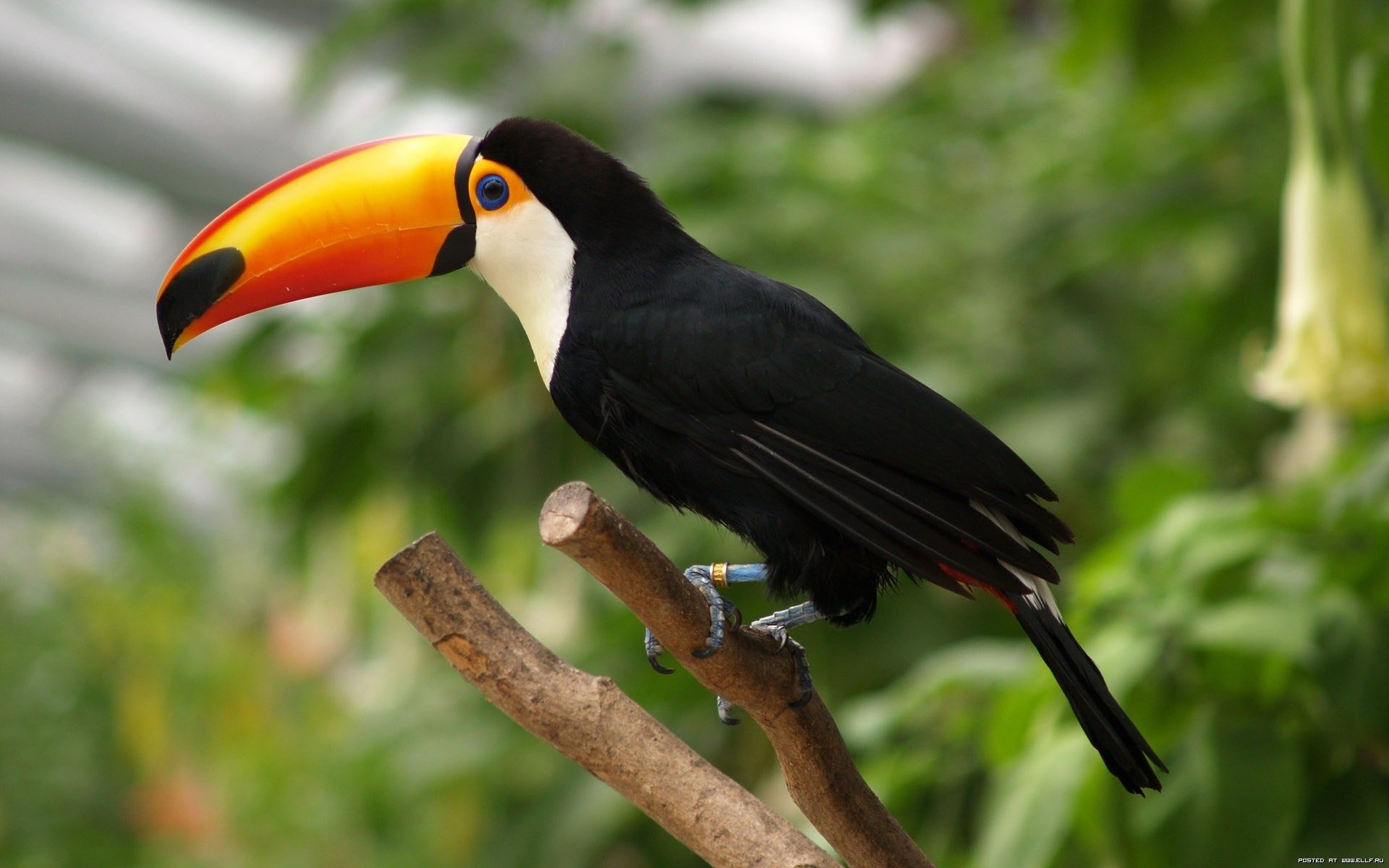 Toco Toucan Wallpapers