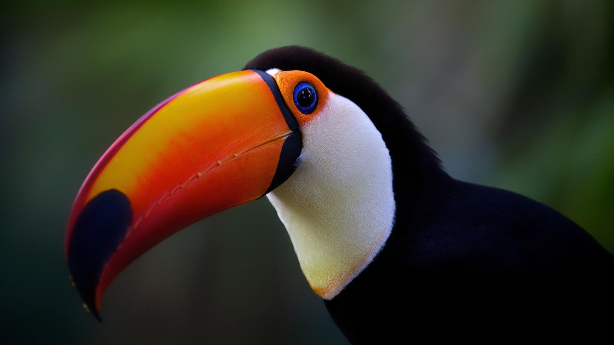 Toco Toucan Wallpapers