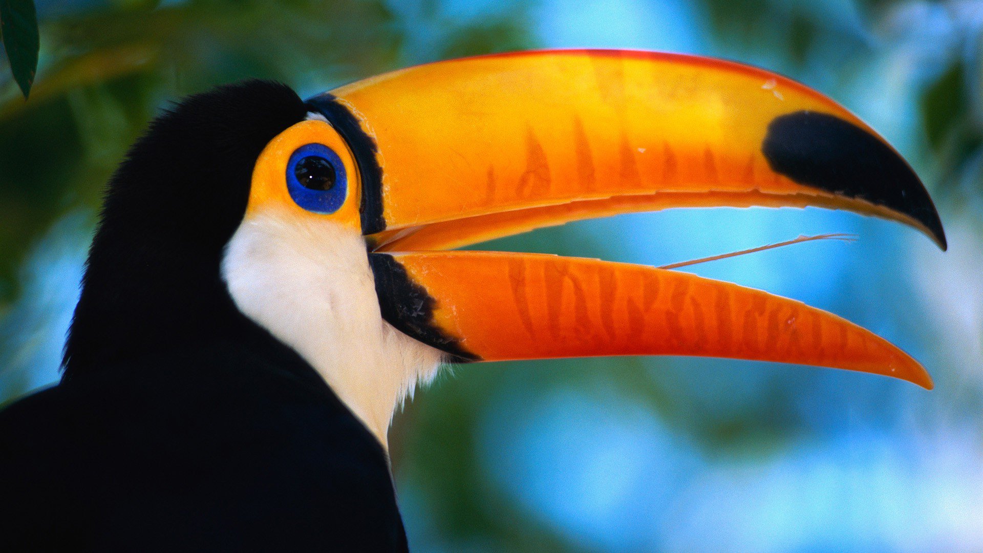 Toco Toucan Wallpapers