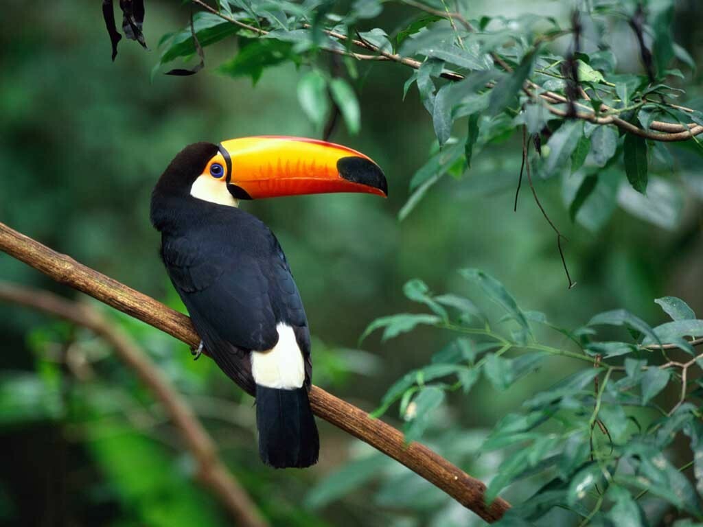 Toco Toucan Wallpapers