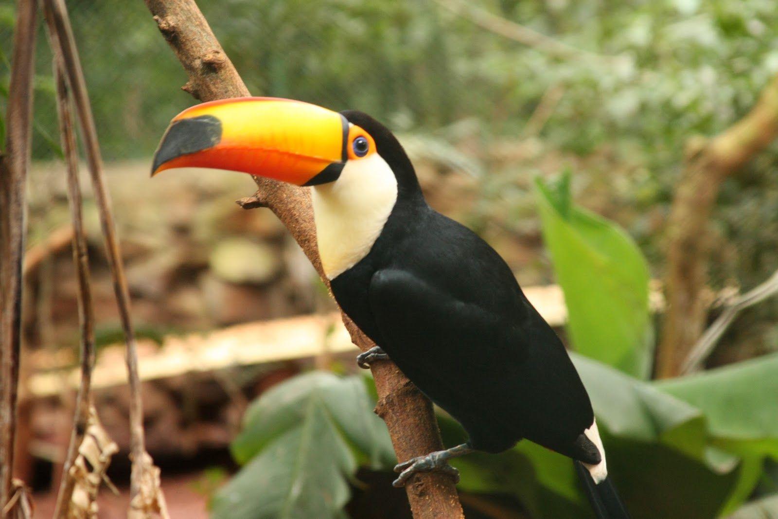 Toco Toucan Wallpapers