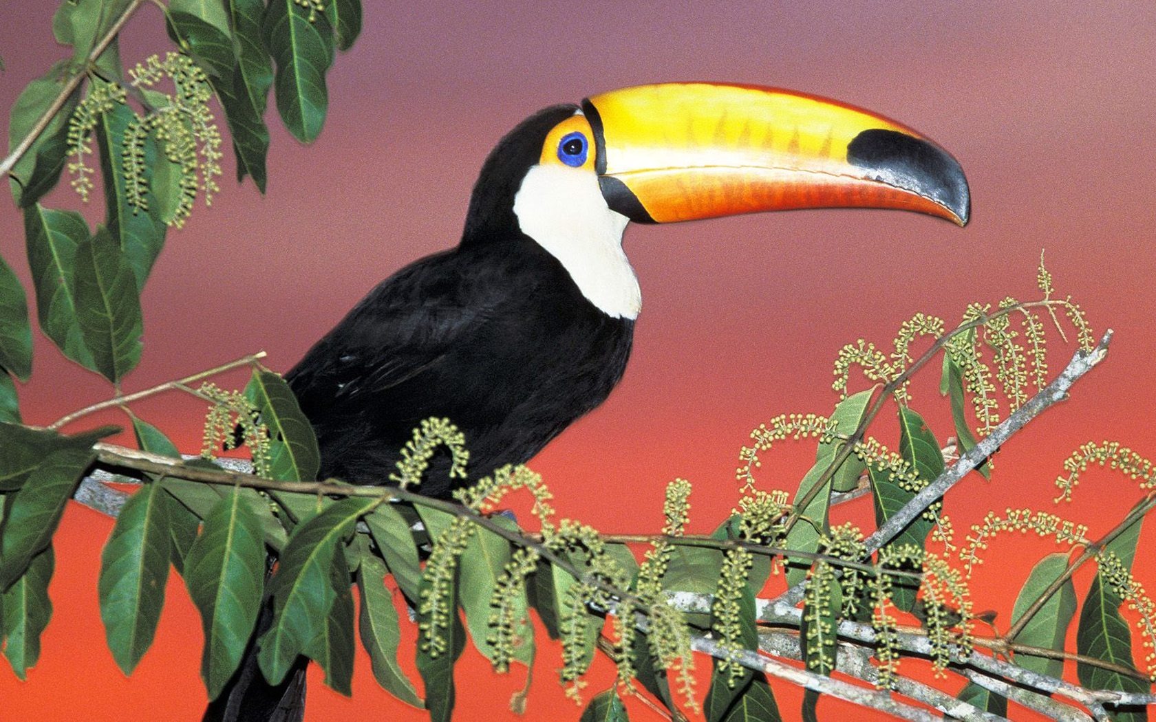 Toco Toucan Wallpapers