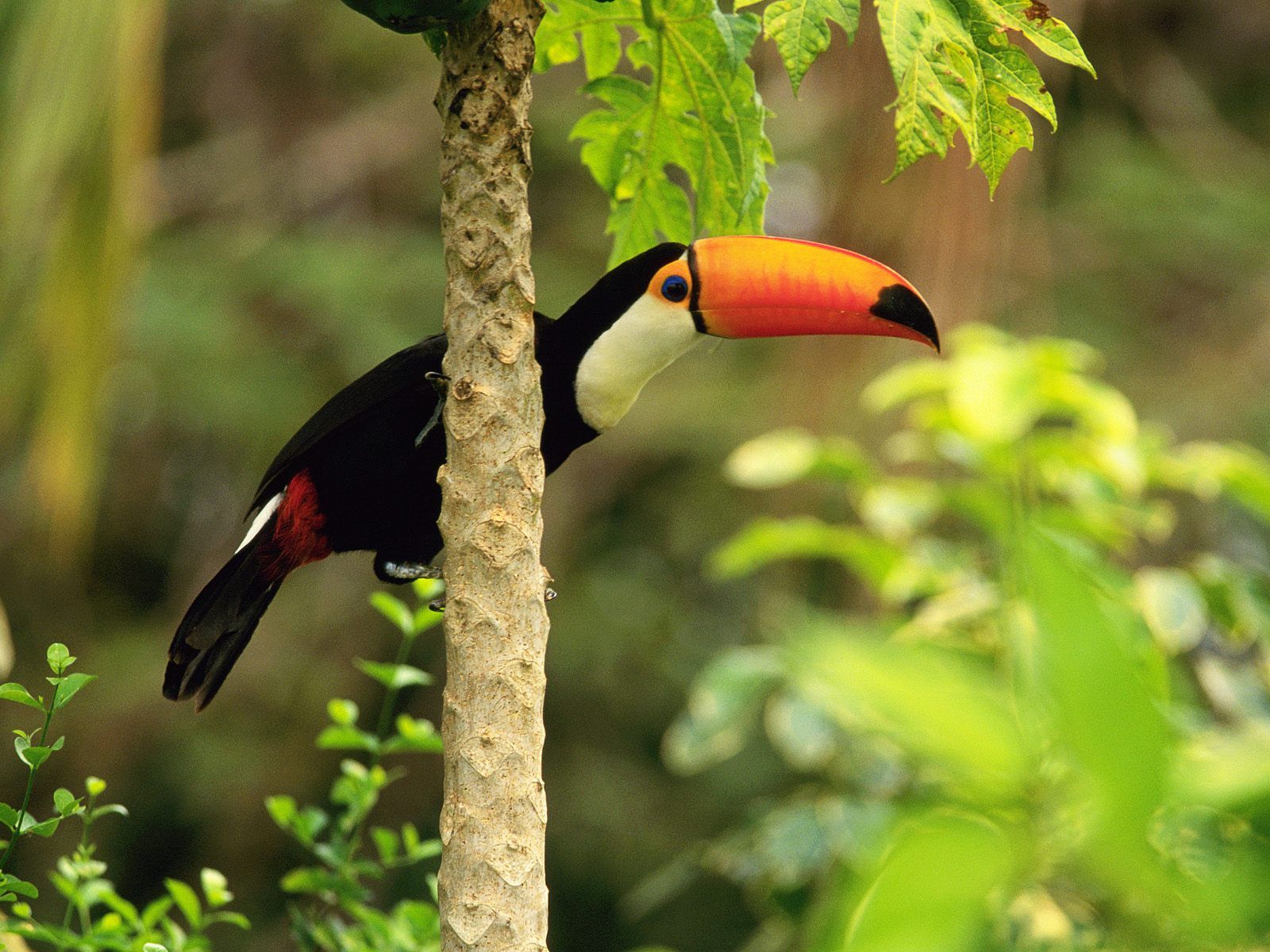 Toco Toucan Wallpapers