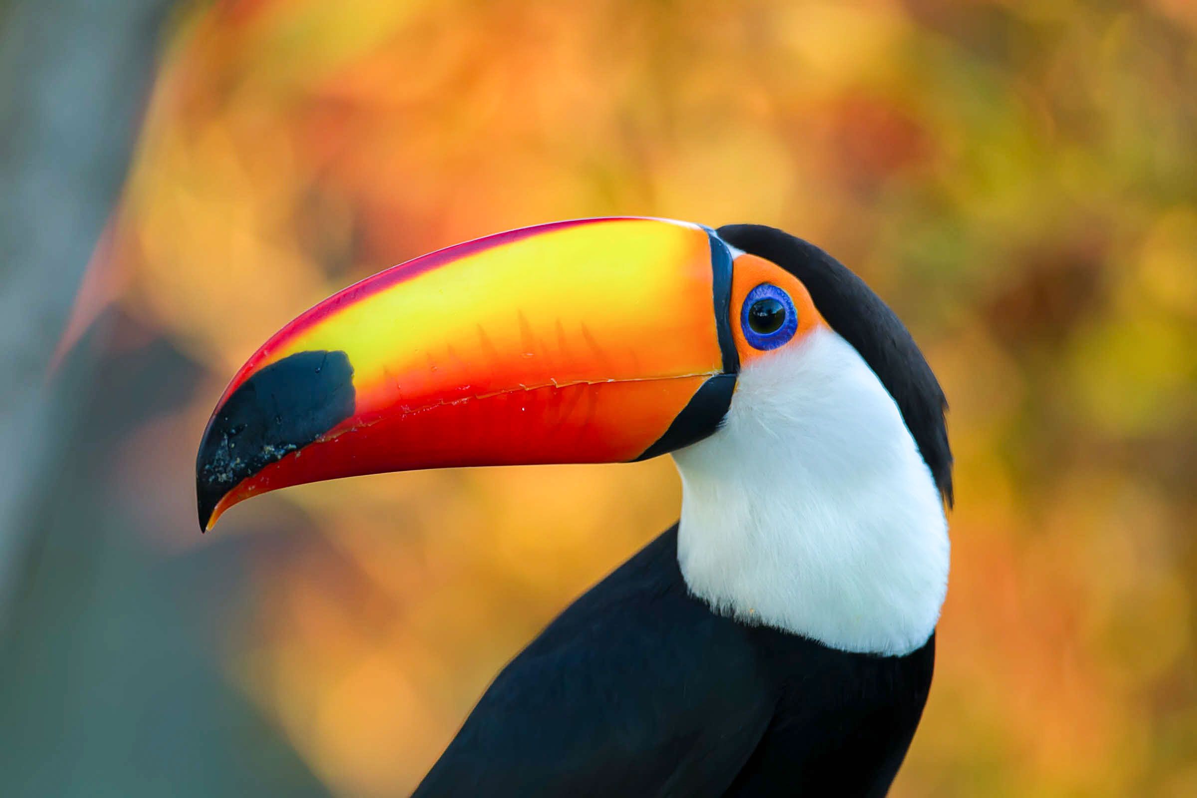 Toco Toucan Wallpapers