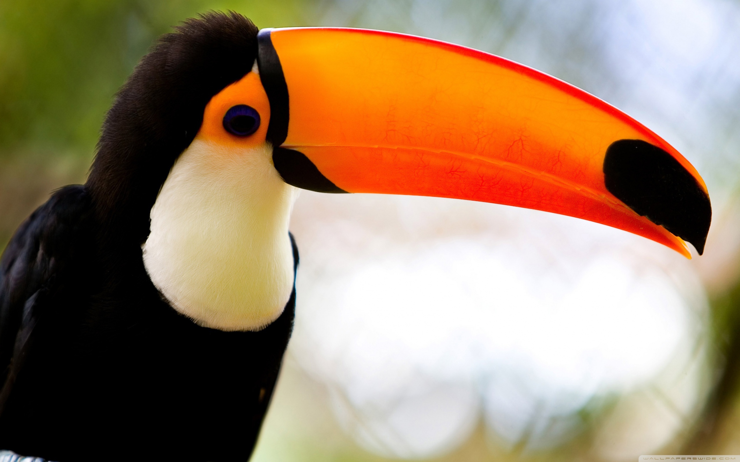 Toco Toucan Wallpapers