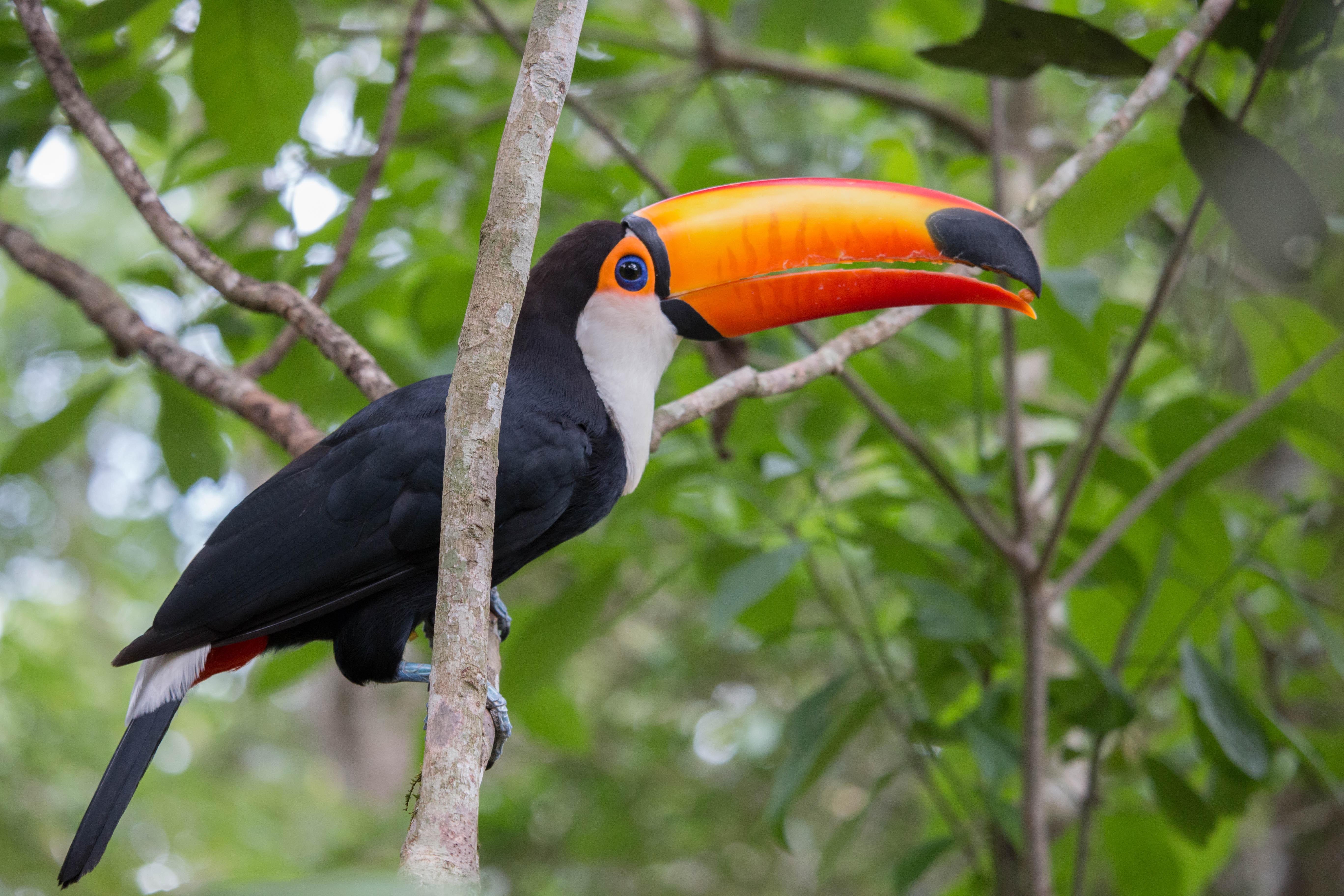 Toco Toucan Wallpapers