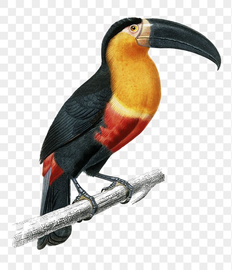 Toco Toucan Wallpapers