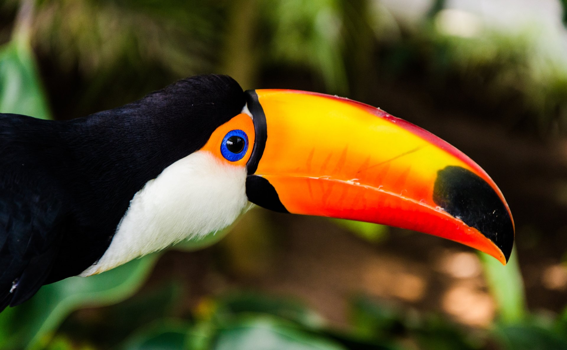 Toco Toucan Wallpapers