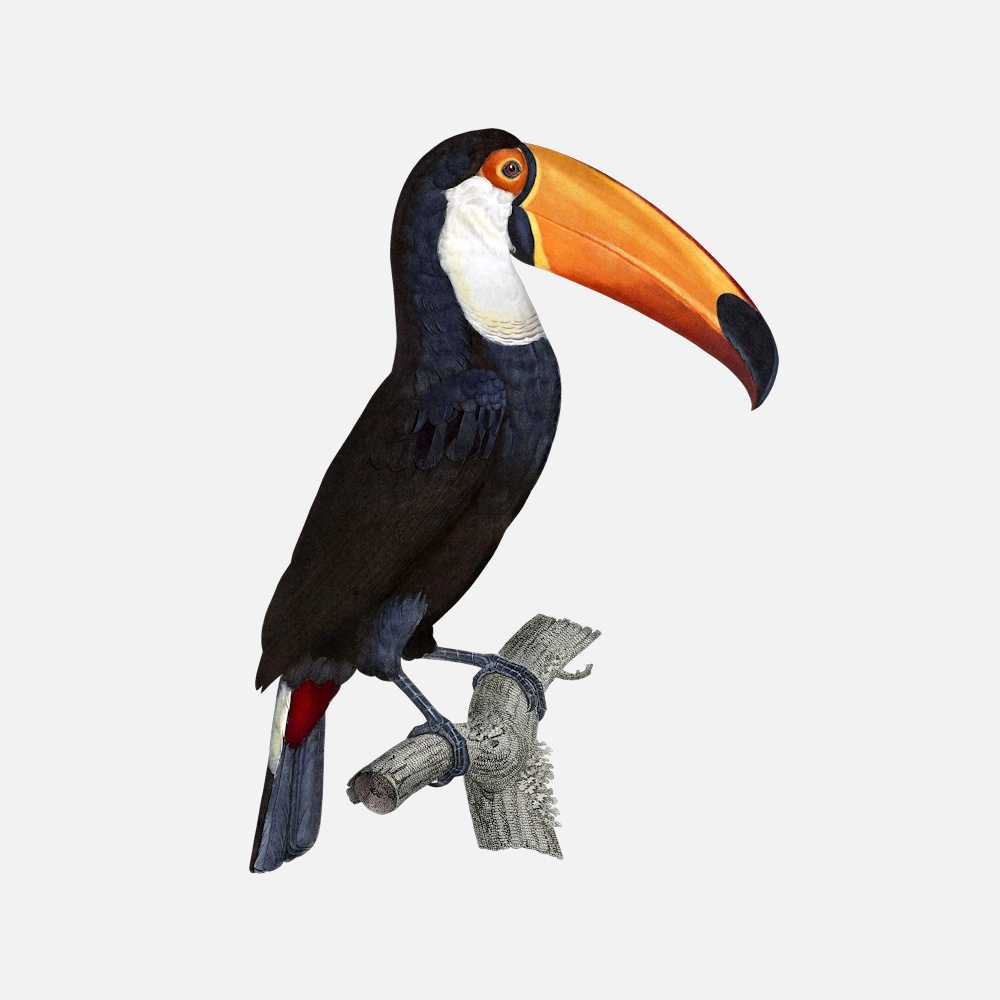 Toco Toucan Wallpapers