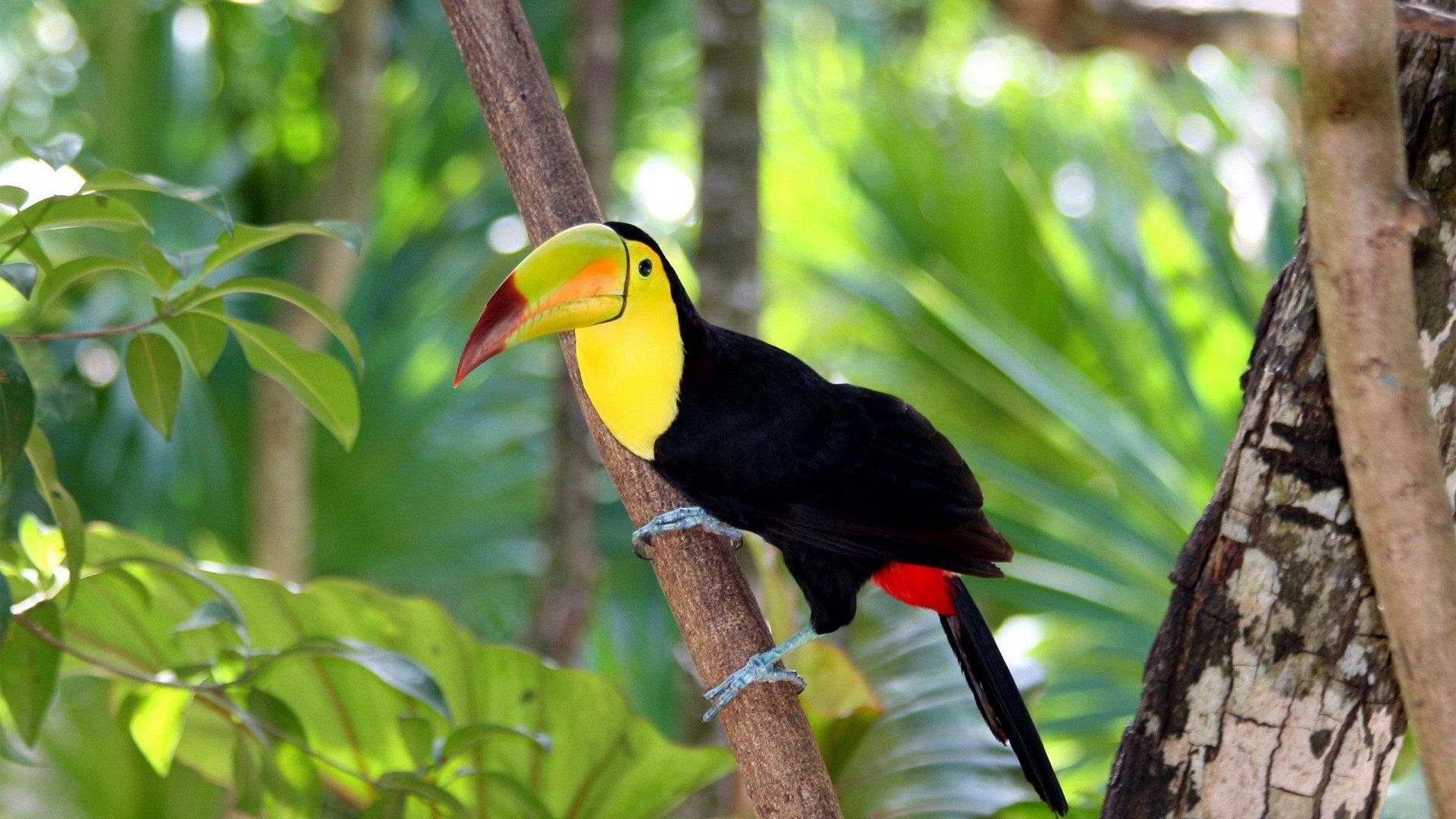 Toco Toucan Wallpapers