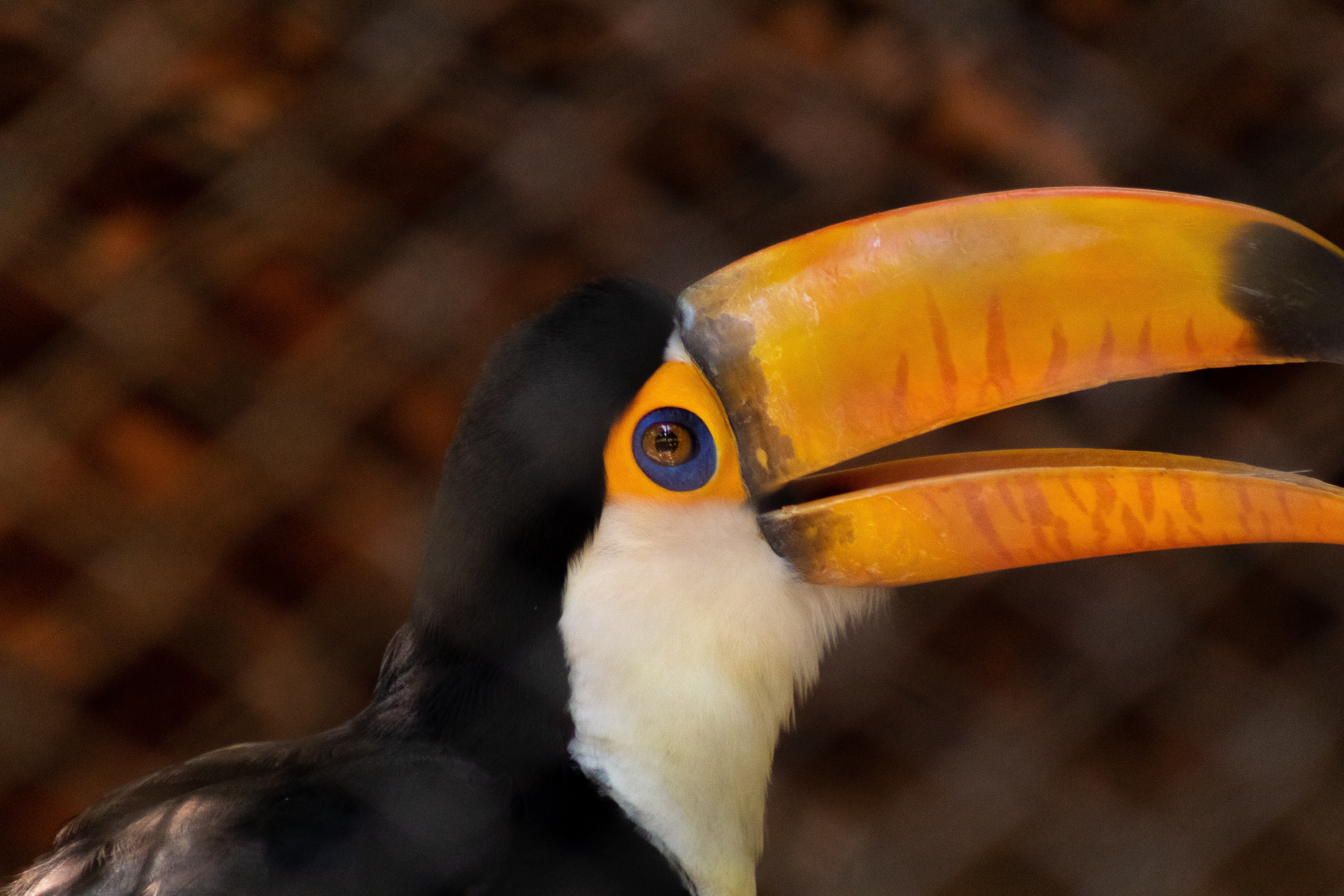 Toco Toucan Wallpapers