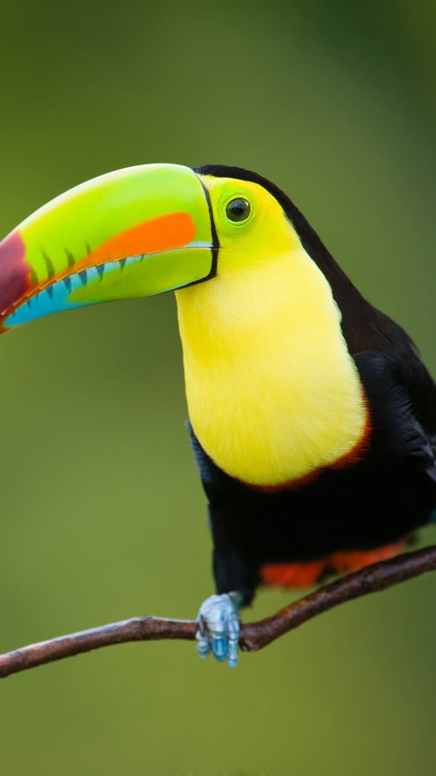 Toco Toucan Wallpapers