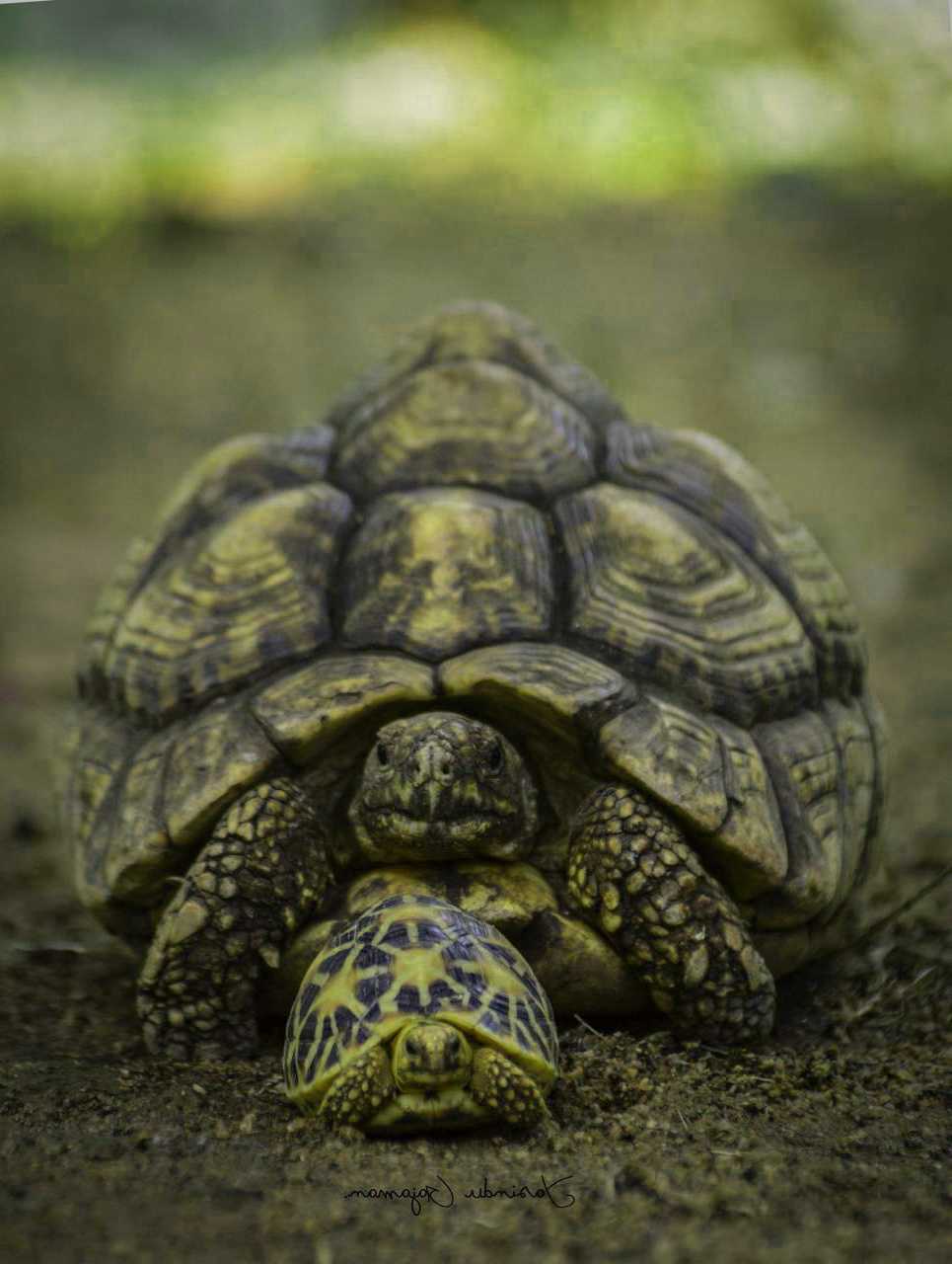 Tortoise Wallpapers