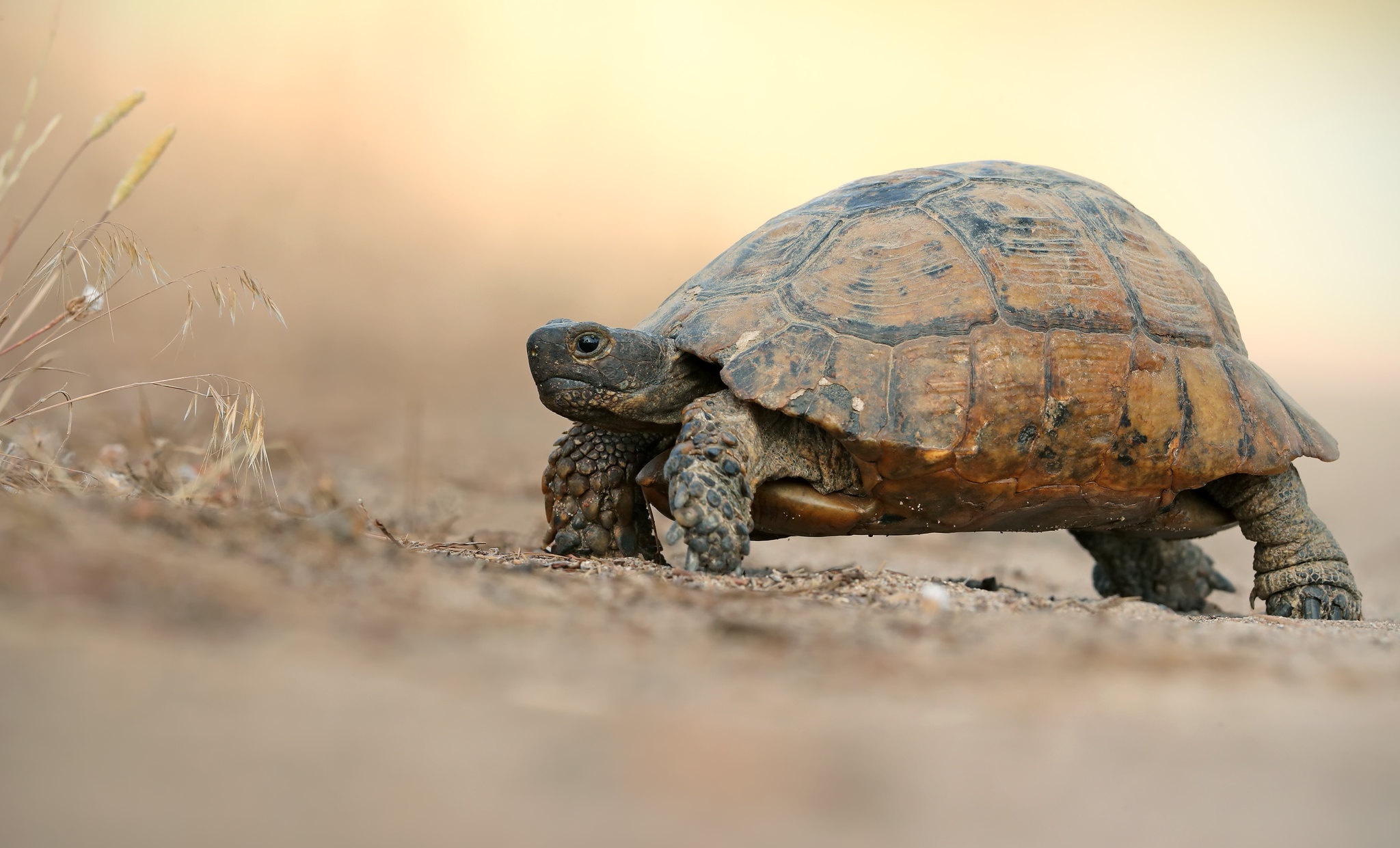 Tortoise Wallpapers