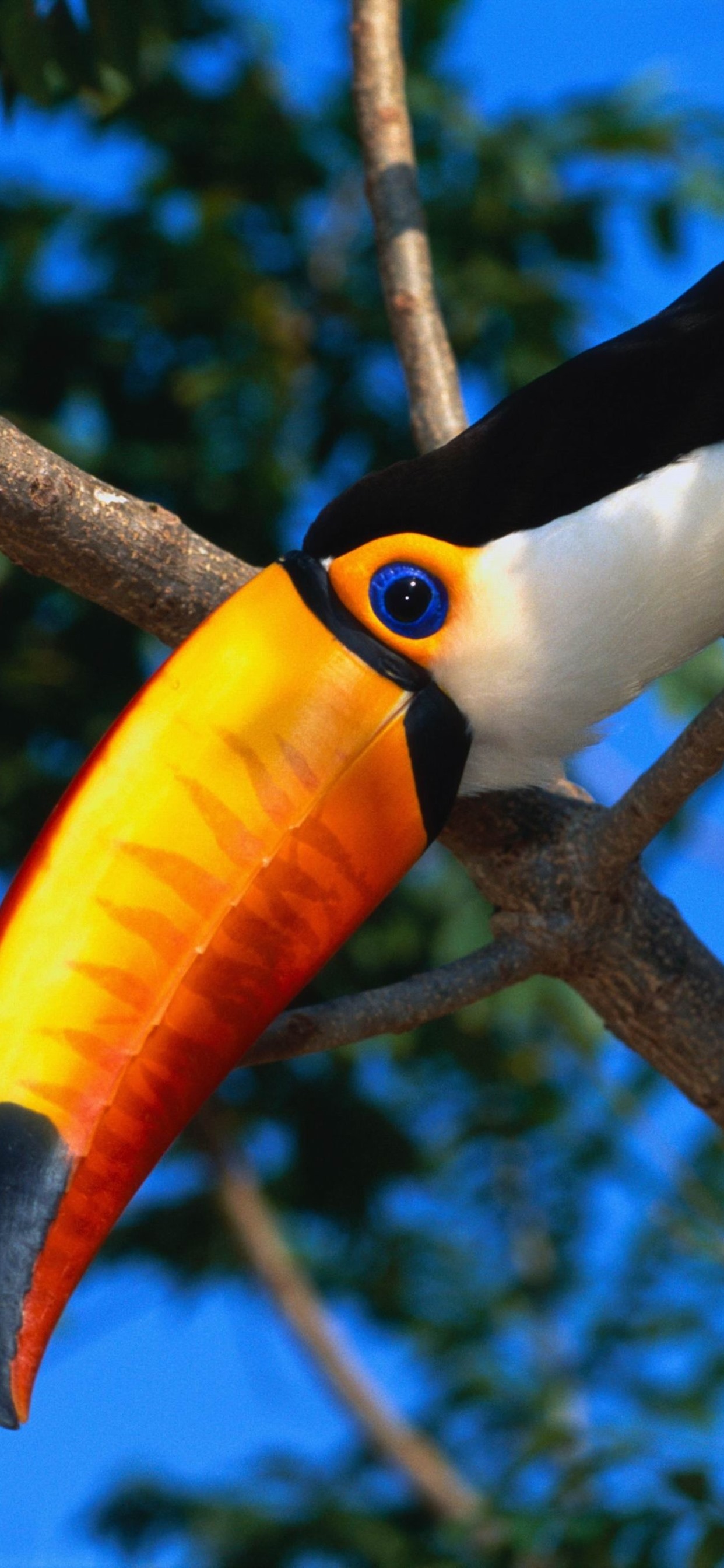 Toucan Wallpapers