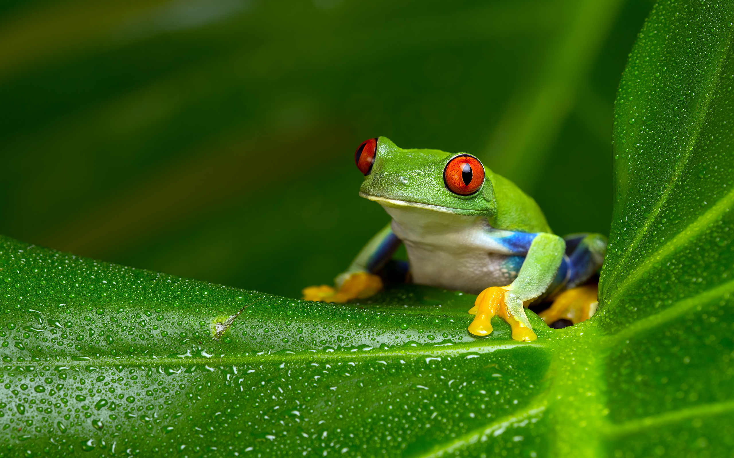 Tree Frog Wallpapers