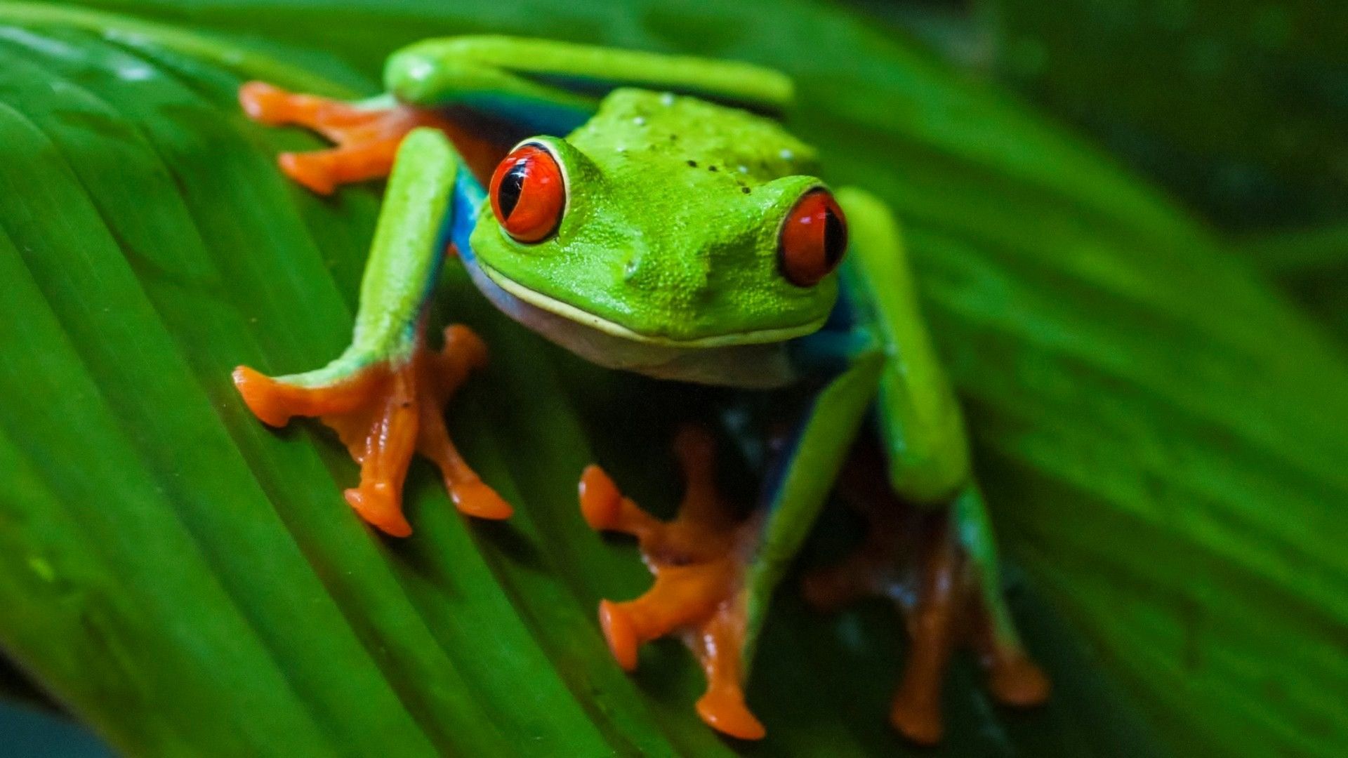 Tree Frog Wallpapers